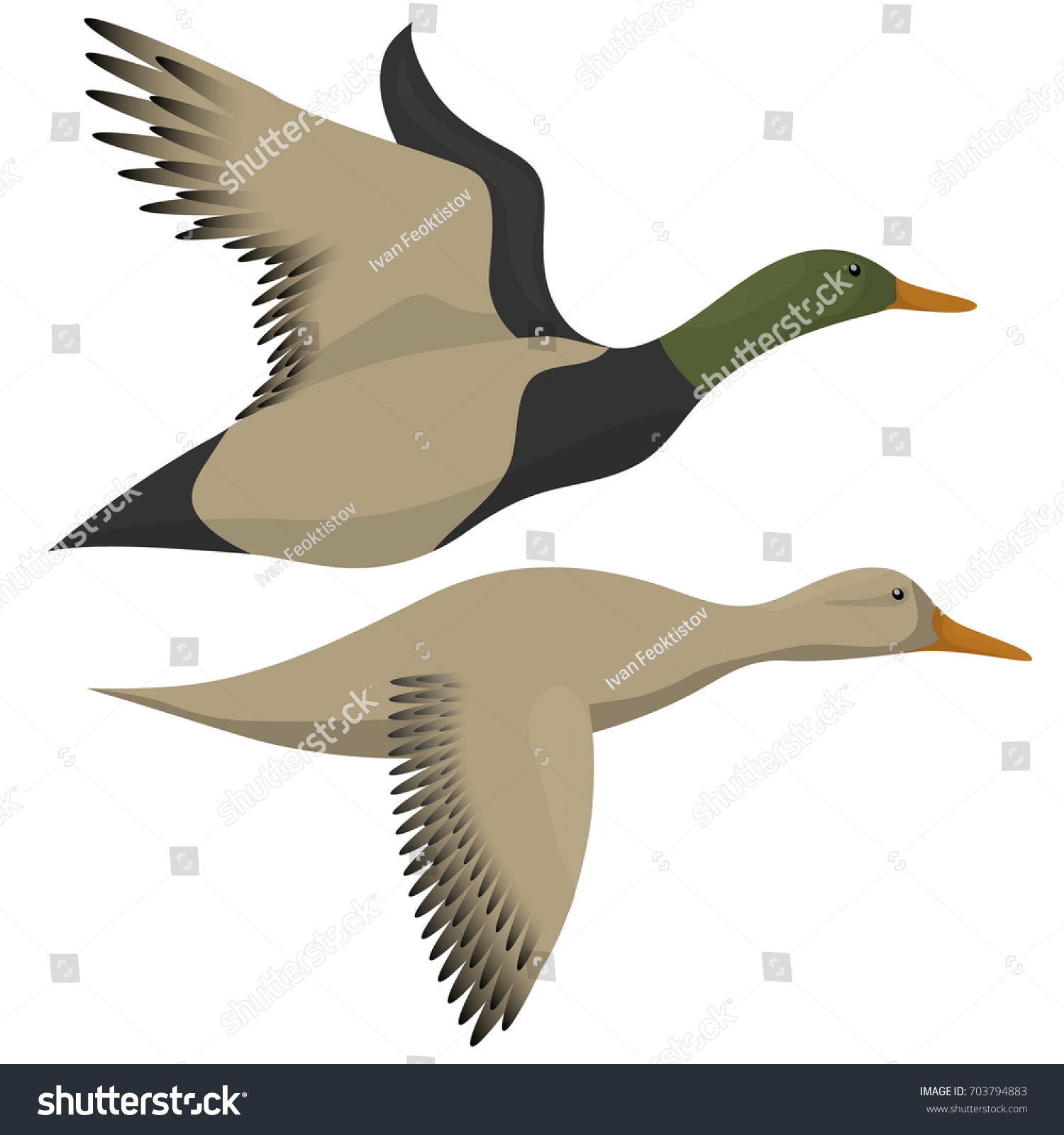 Flying Ducks Isolated On White Drake Stock Illustration 703794883 ...