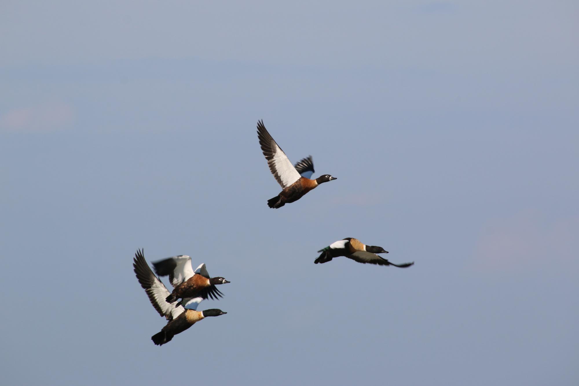 Australian Shelduck (Tadorna tadornoides) flying ducks | the ...