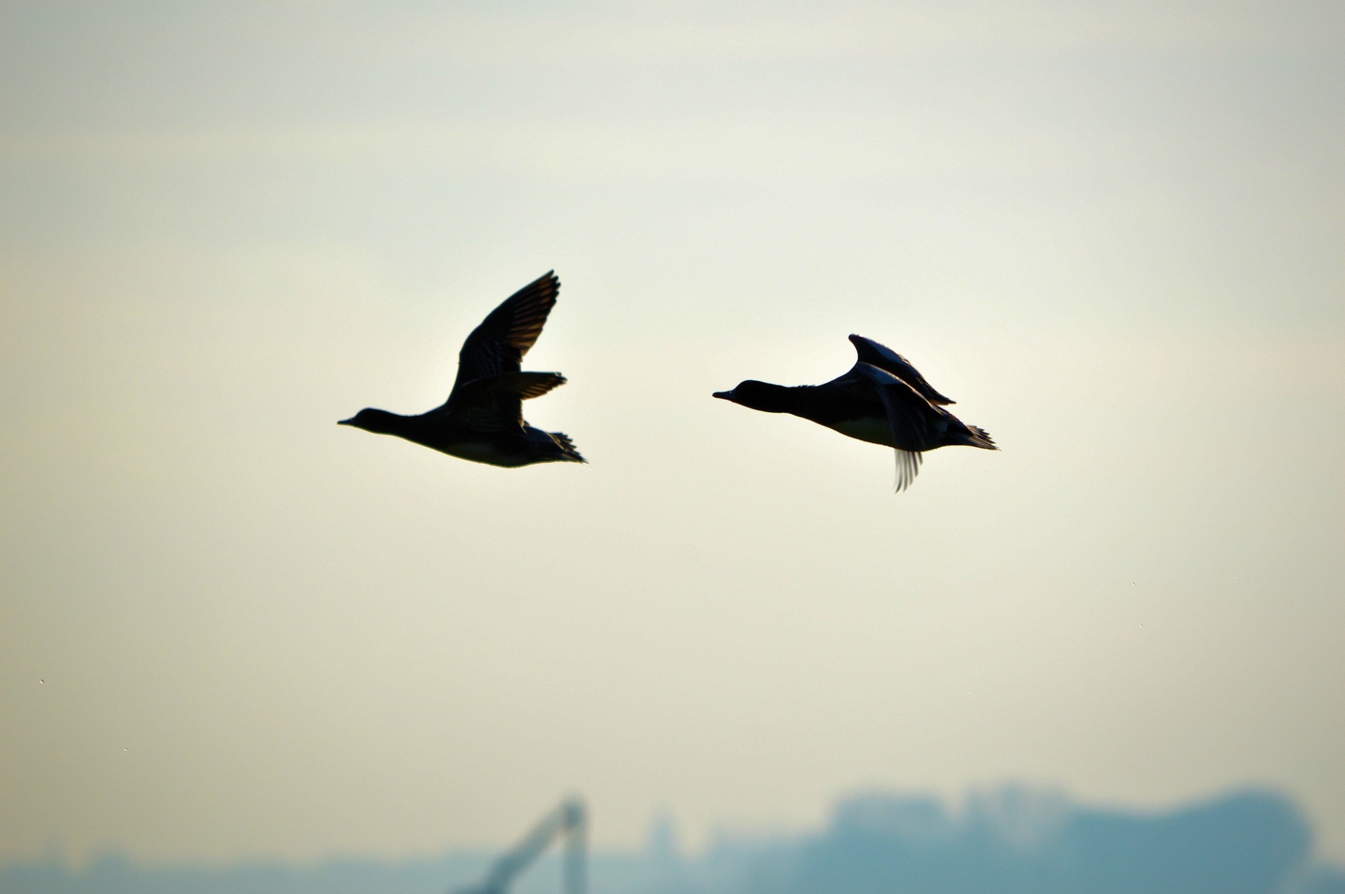 Flying Ducks Free Stock Photo - Public Domain Pictures