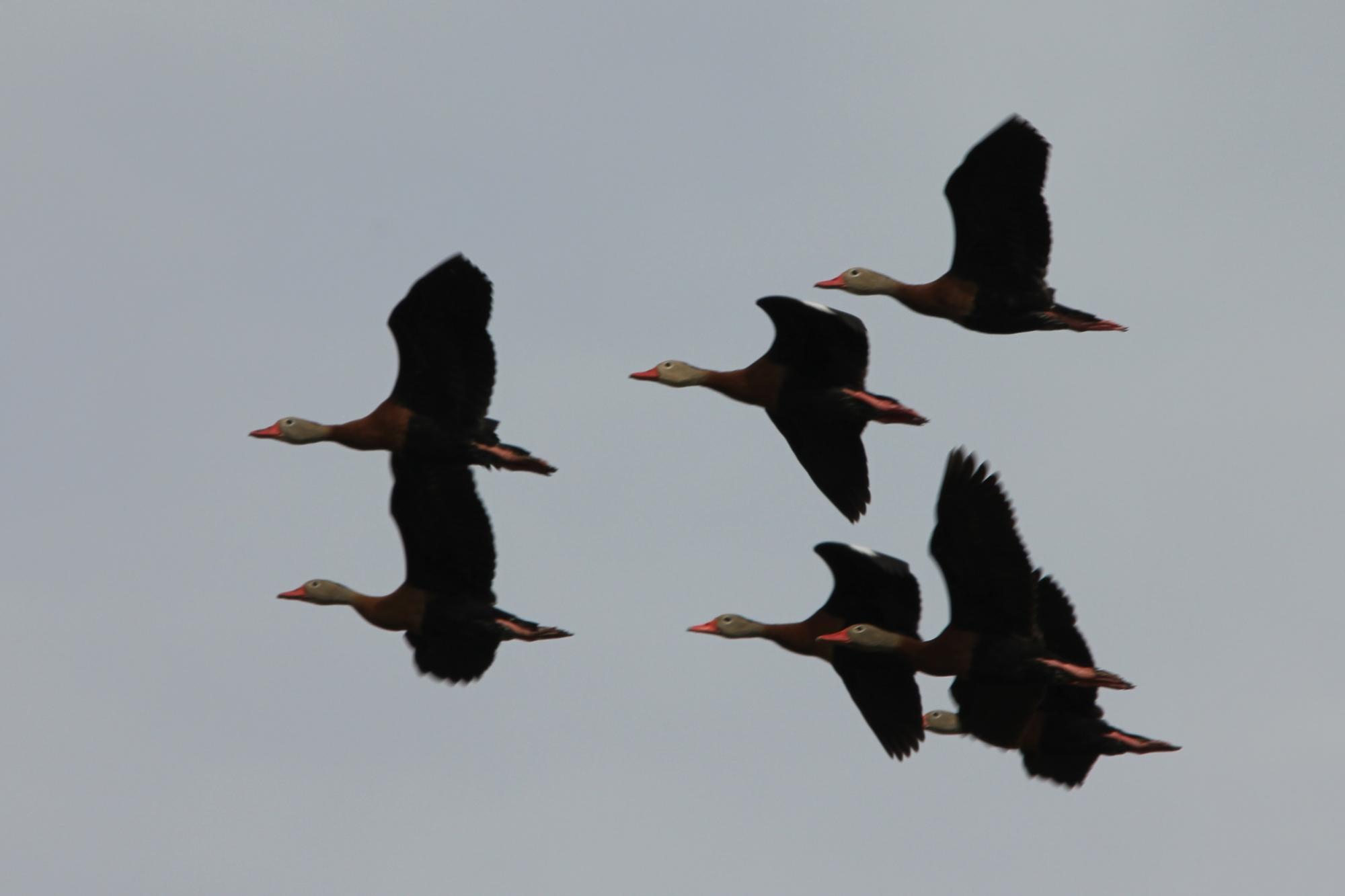 Black-bellied Whistling-duck (Dendrocygna autumnalis) Overhead ...