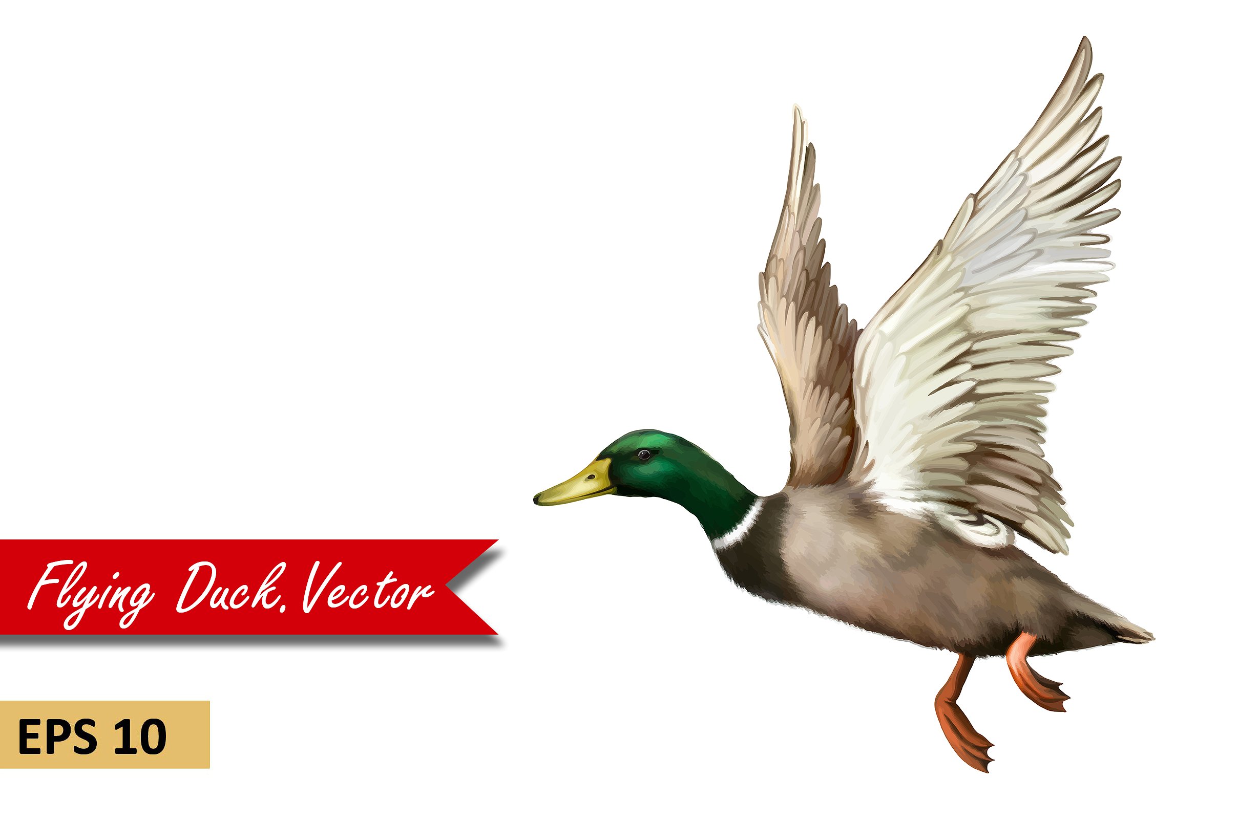 Male Mallard Duck Flying. Vector ~ Objects ~ Creative Market