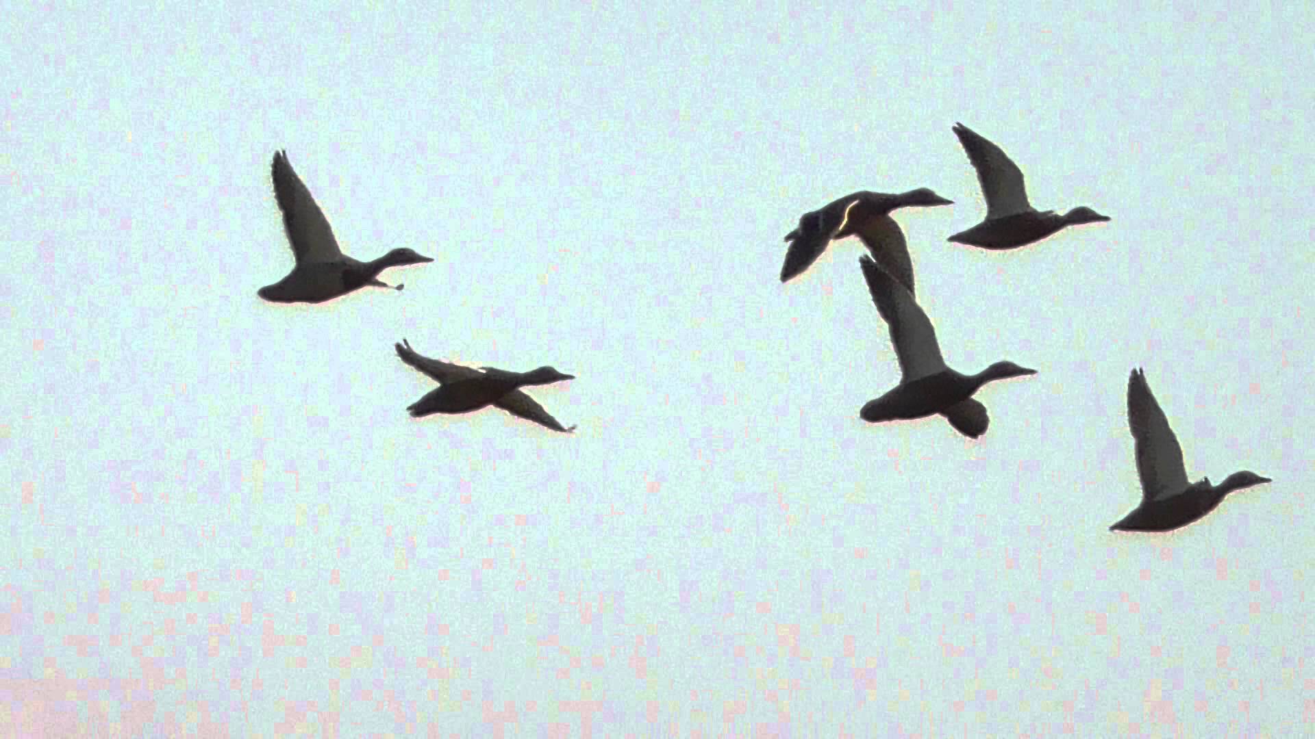 Flying ducks RSPB Minsmere 19Jul15 652p - YouTube