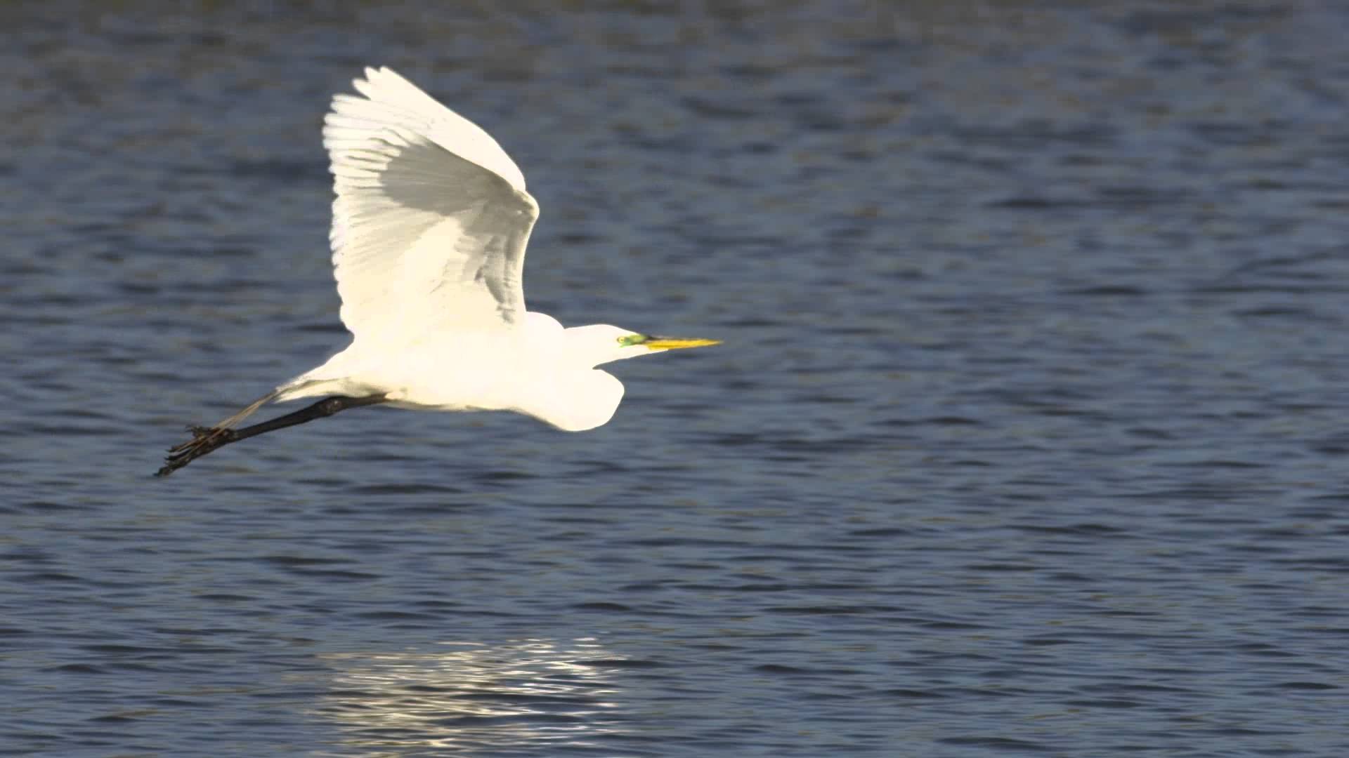 Great Egret in Flight at Arcata Marsh - YouTube
