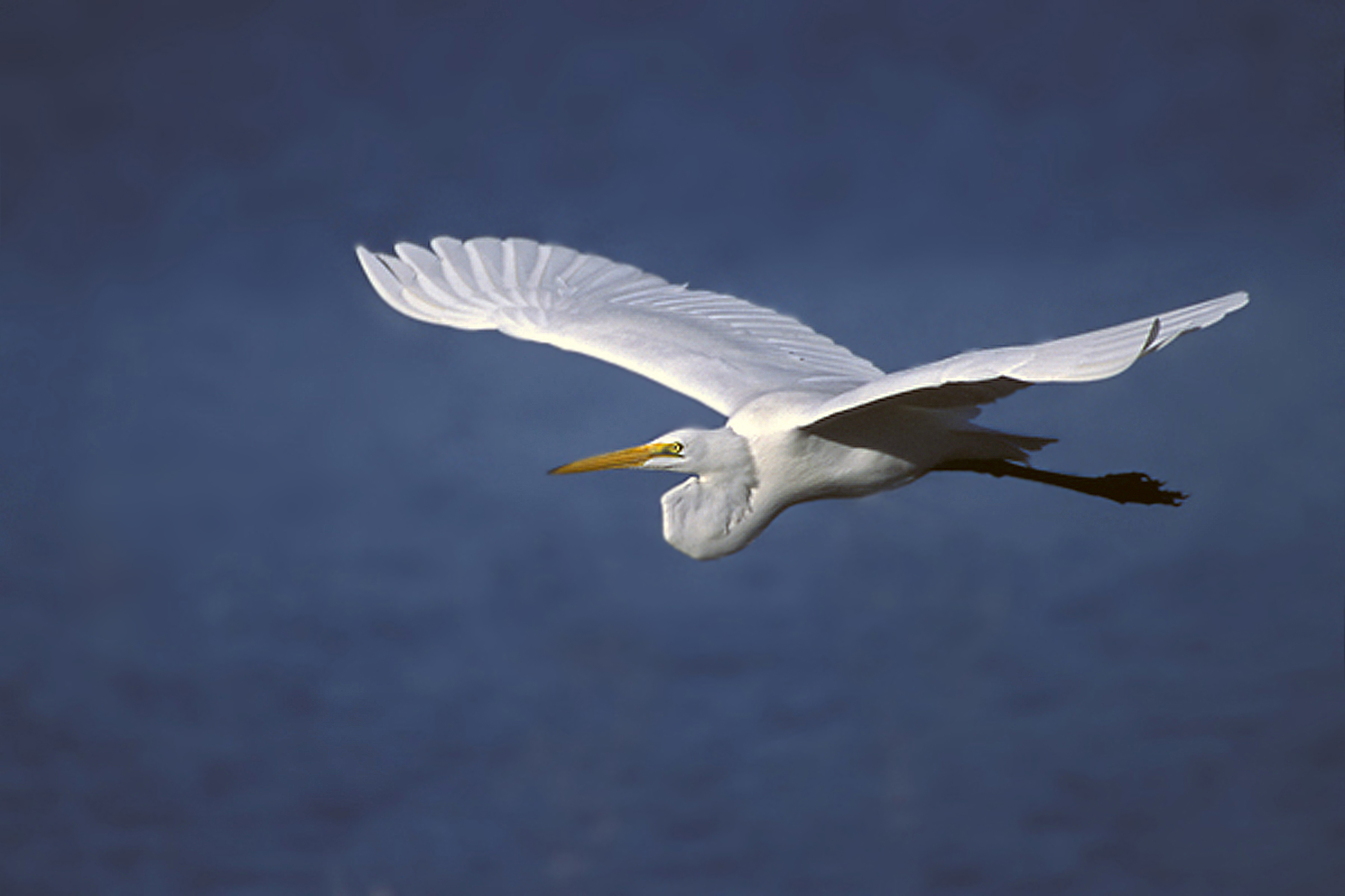 File:Great Egret Flying.jpg - Wikimedia Commons