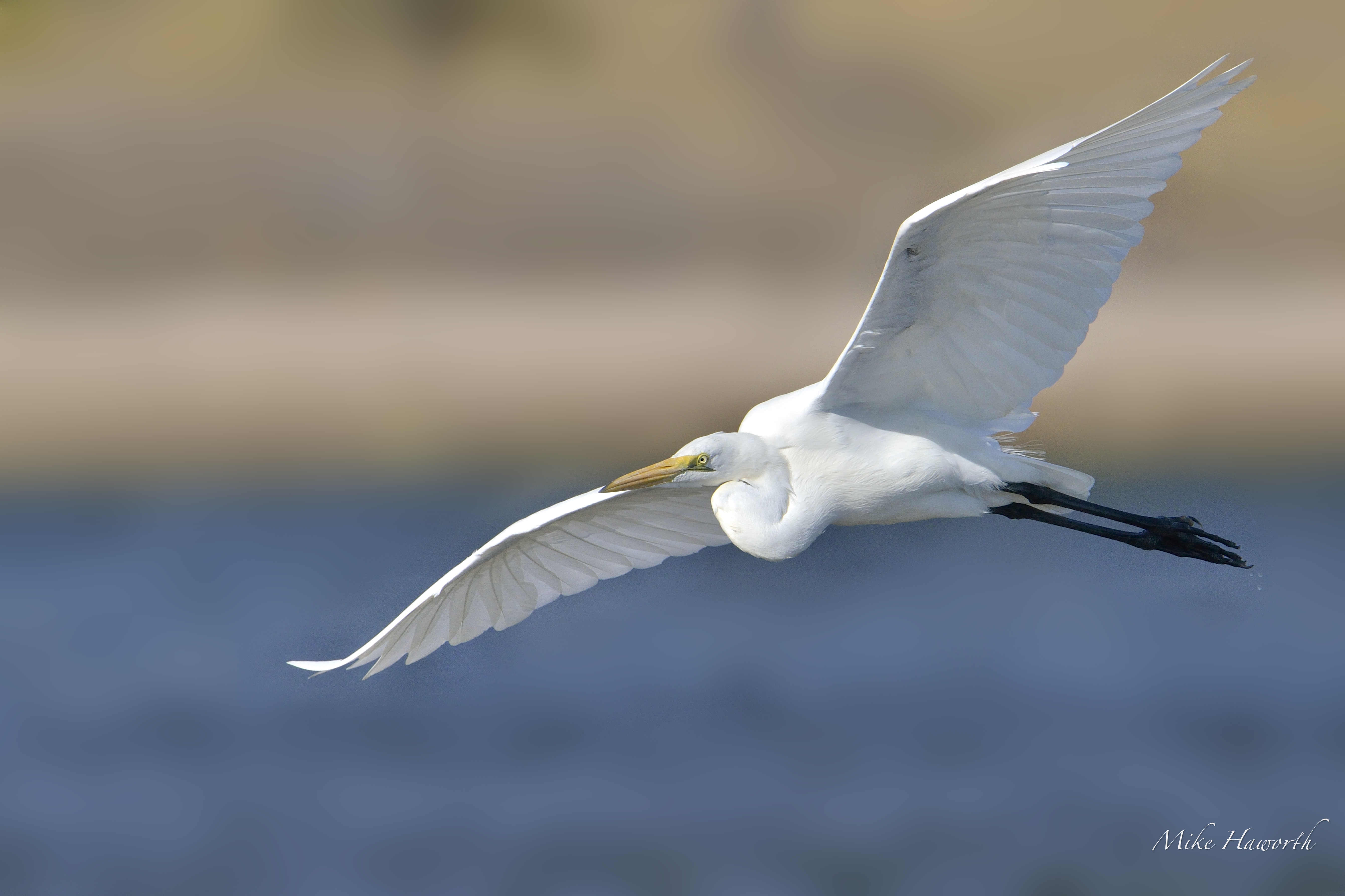 Egrets | Howie's Wildlife Images