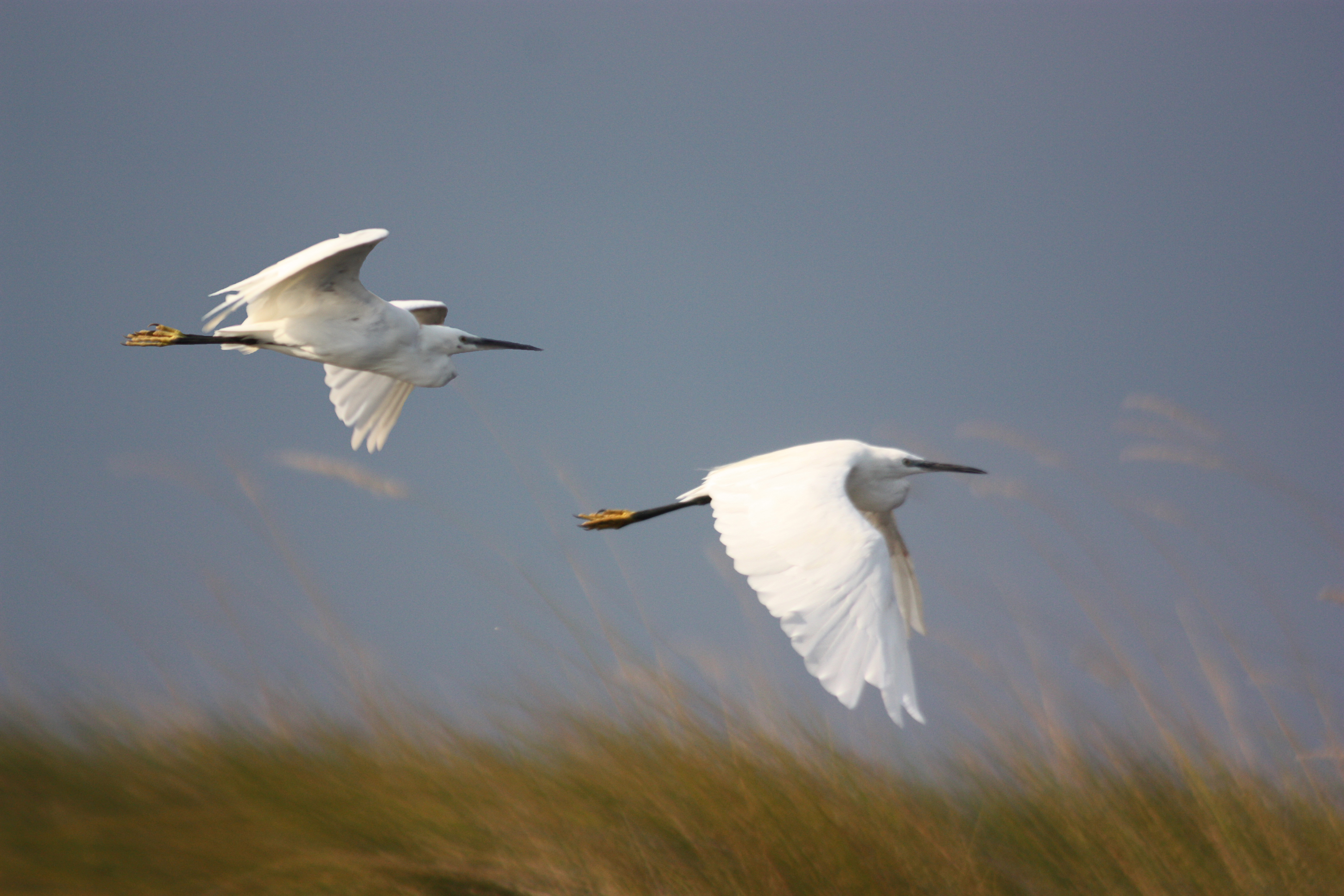 File:Little (Yellow-footed) egrets flying.jpg - Wikimedia Commons