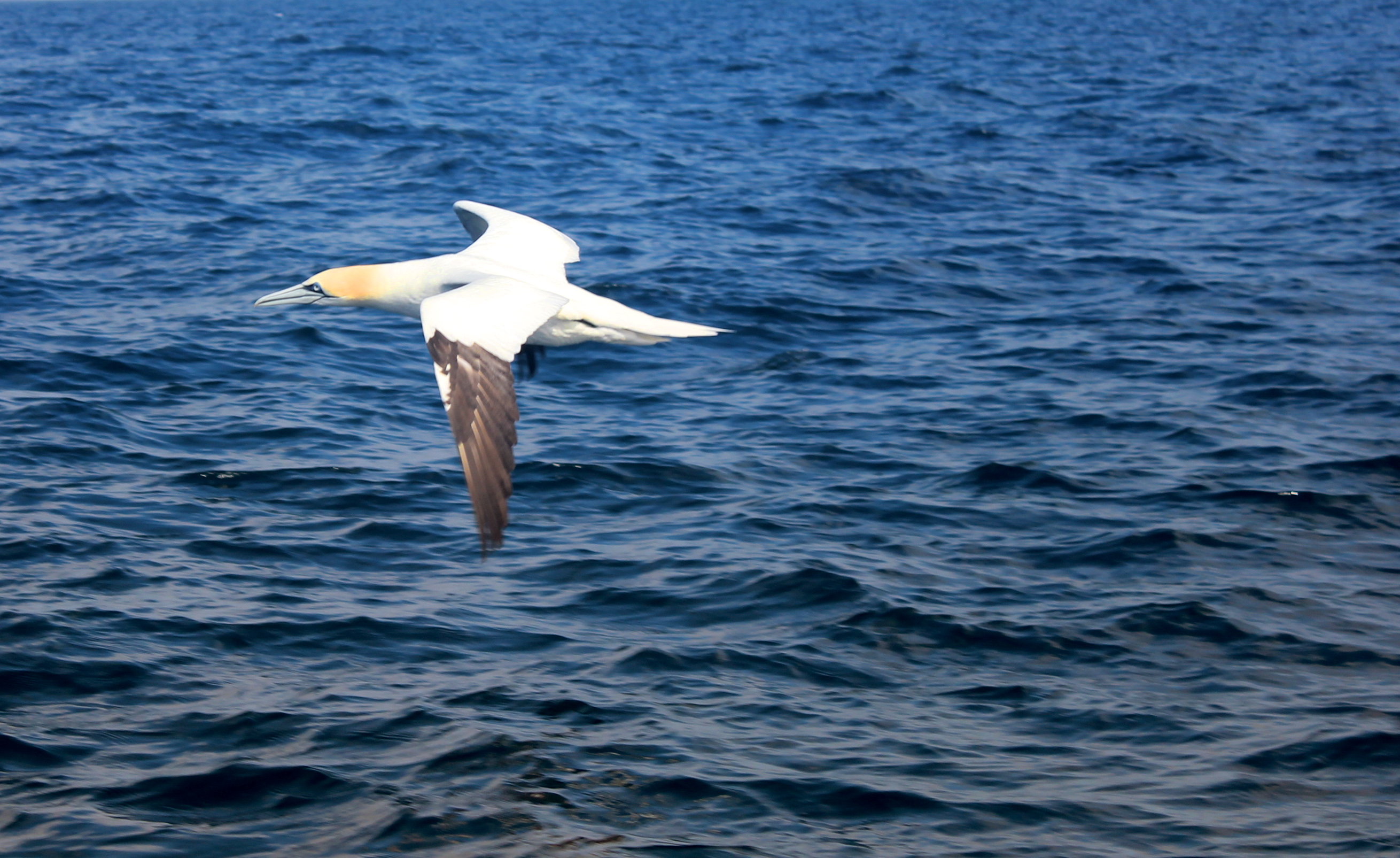 Flying gannet out at sea photo