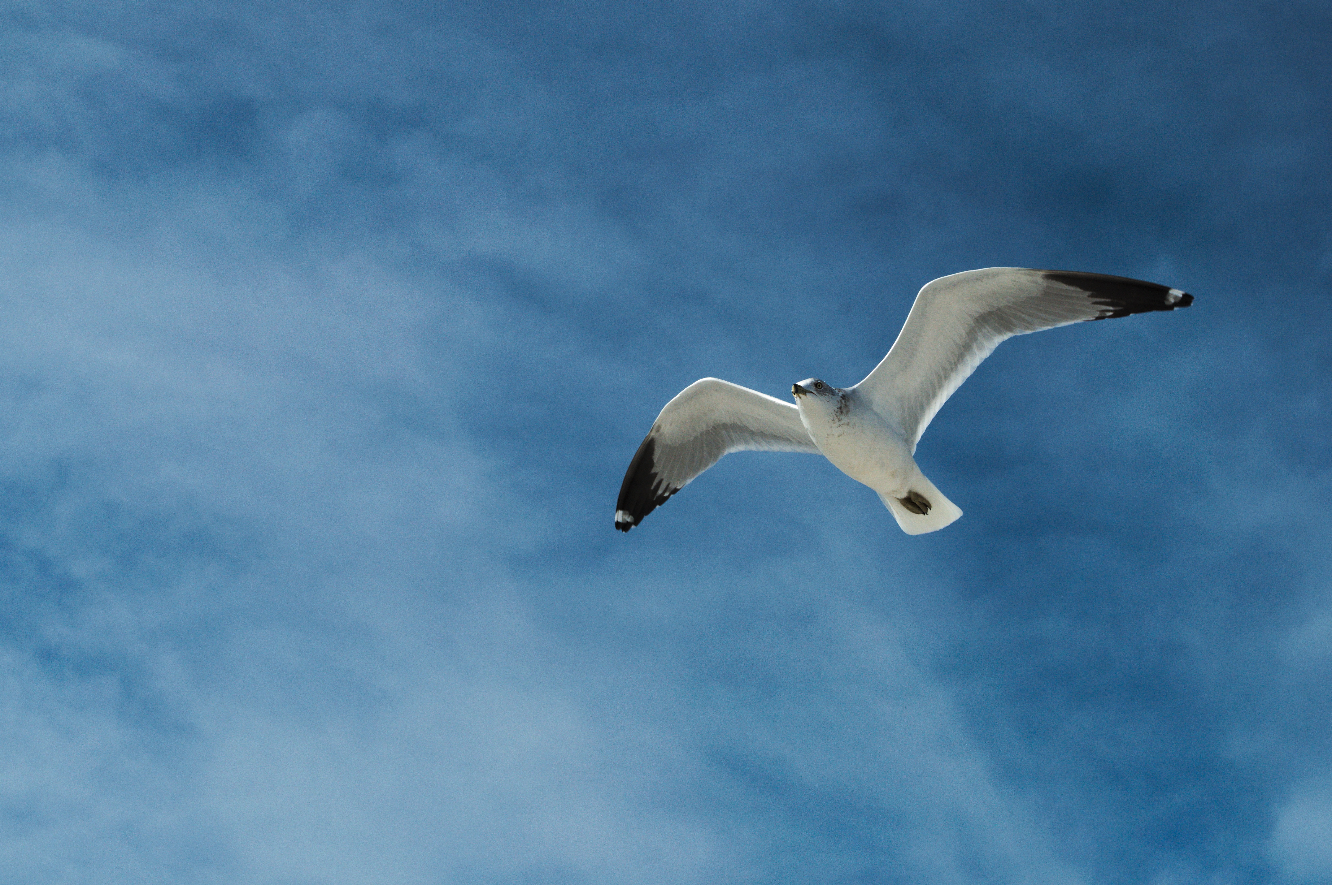 Flying Gull – picoloft