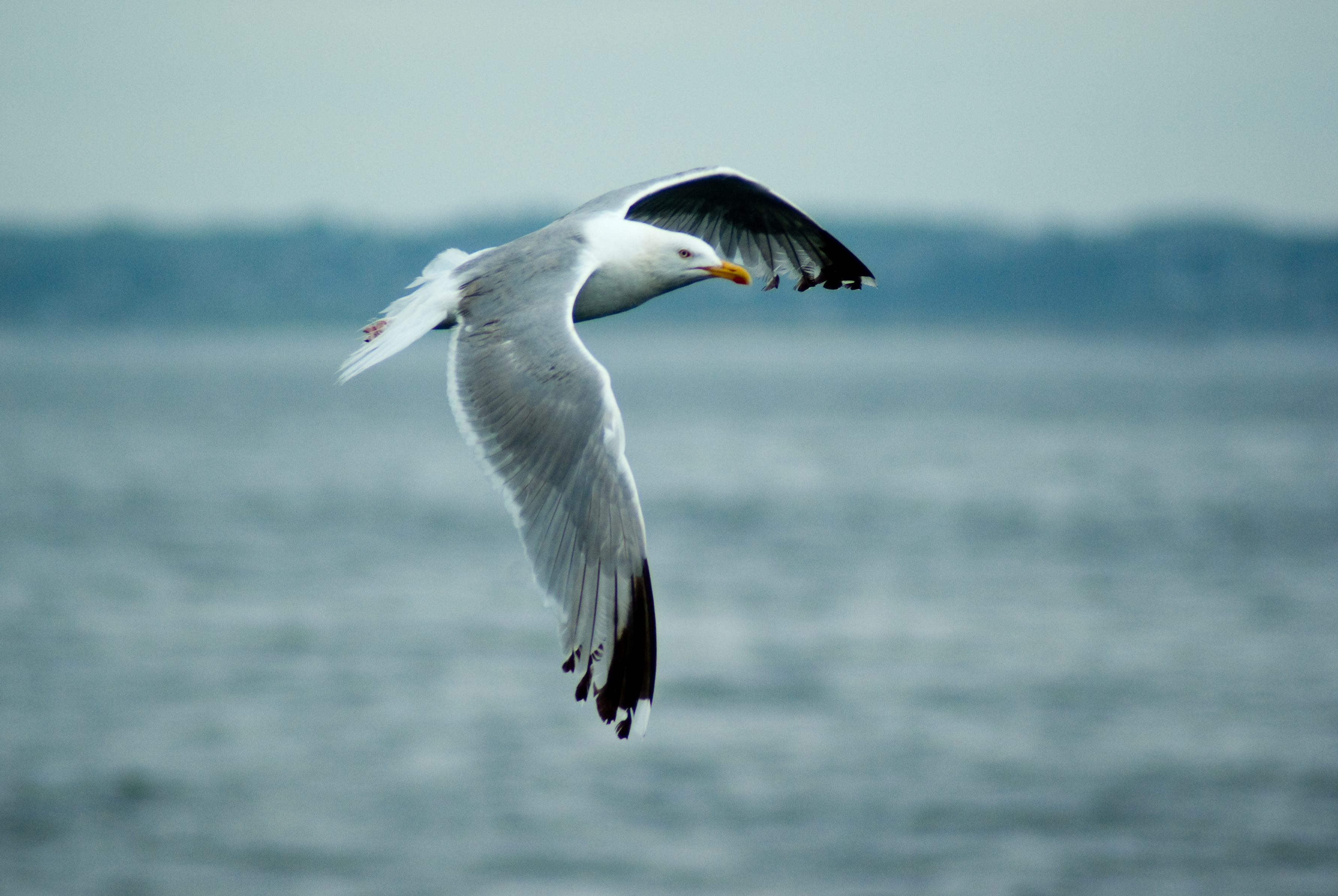 File:Herring Gull flying Goeland Argente vol.jpg - Wikimedia Commons