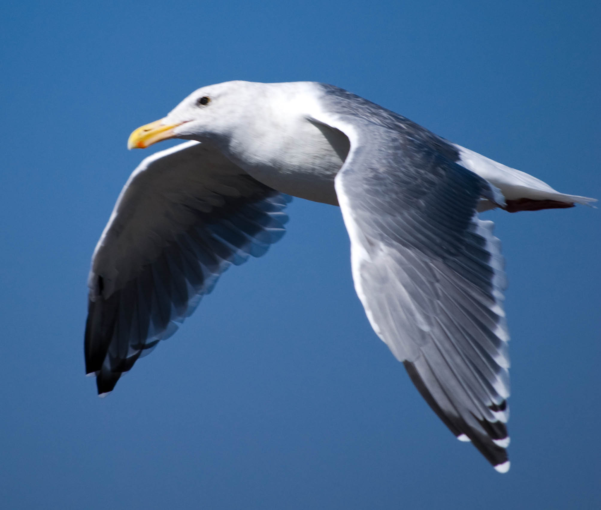 Flight of a Gull – Redheaded Blackbelt