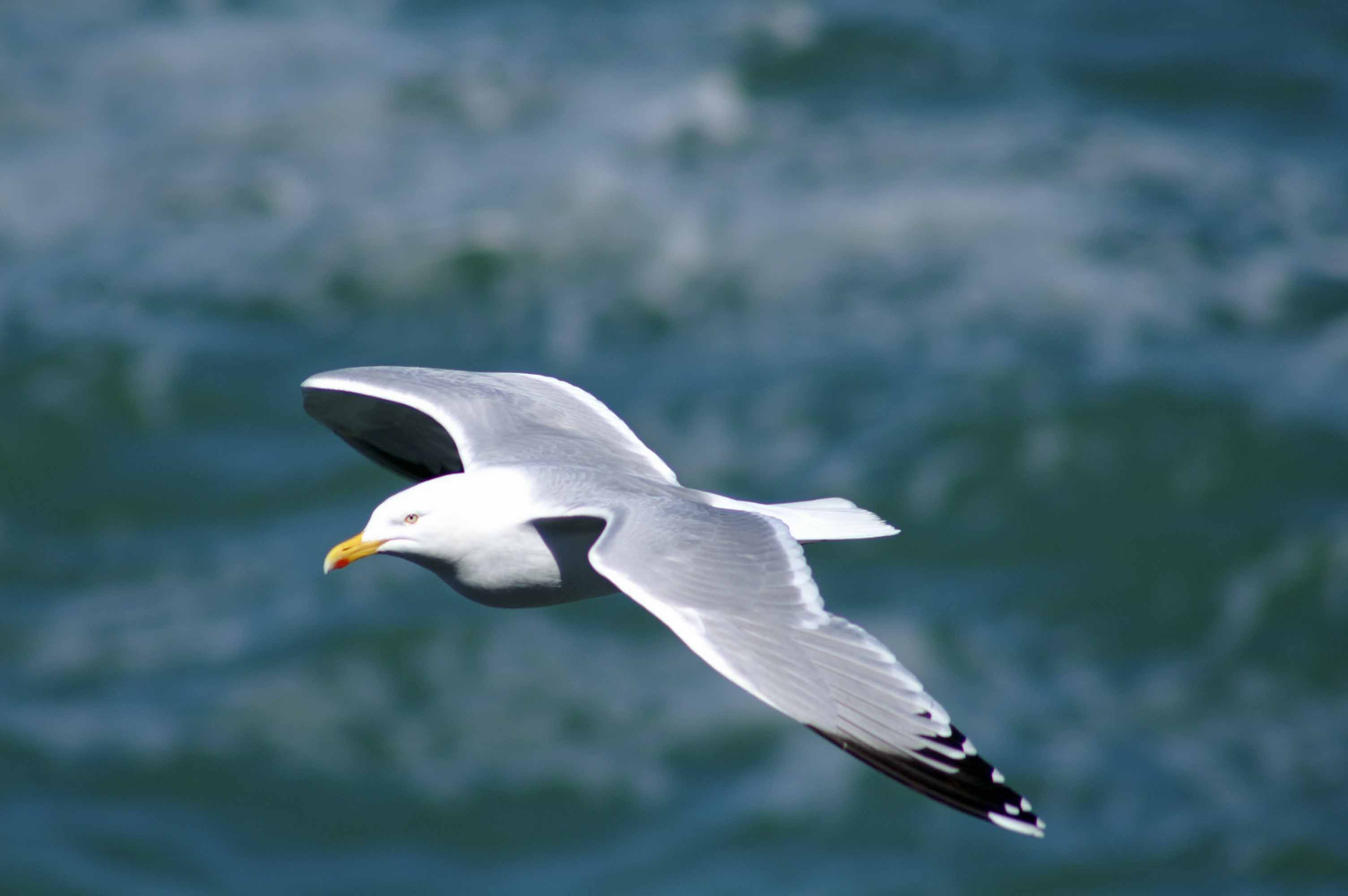lesser black-backed gull | everyday nature trails