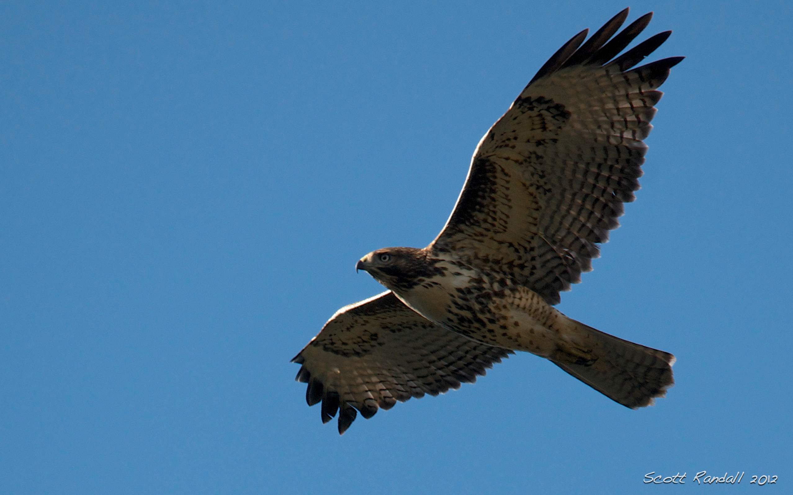 red tailed hawk flying | scottseyephotos