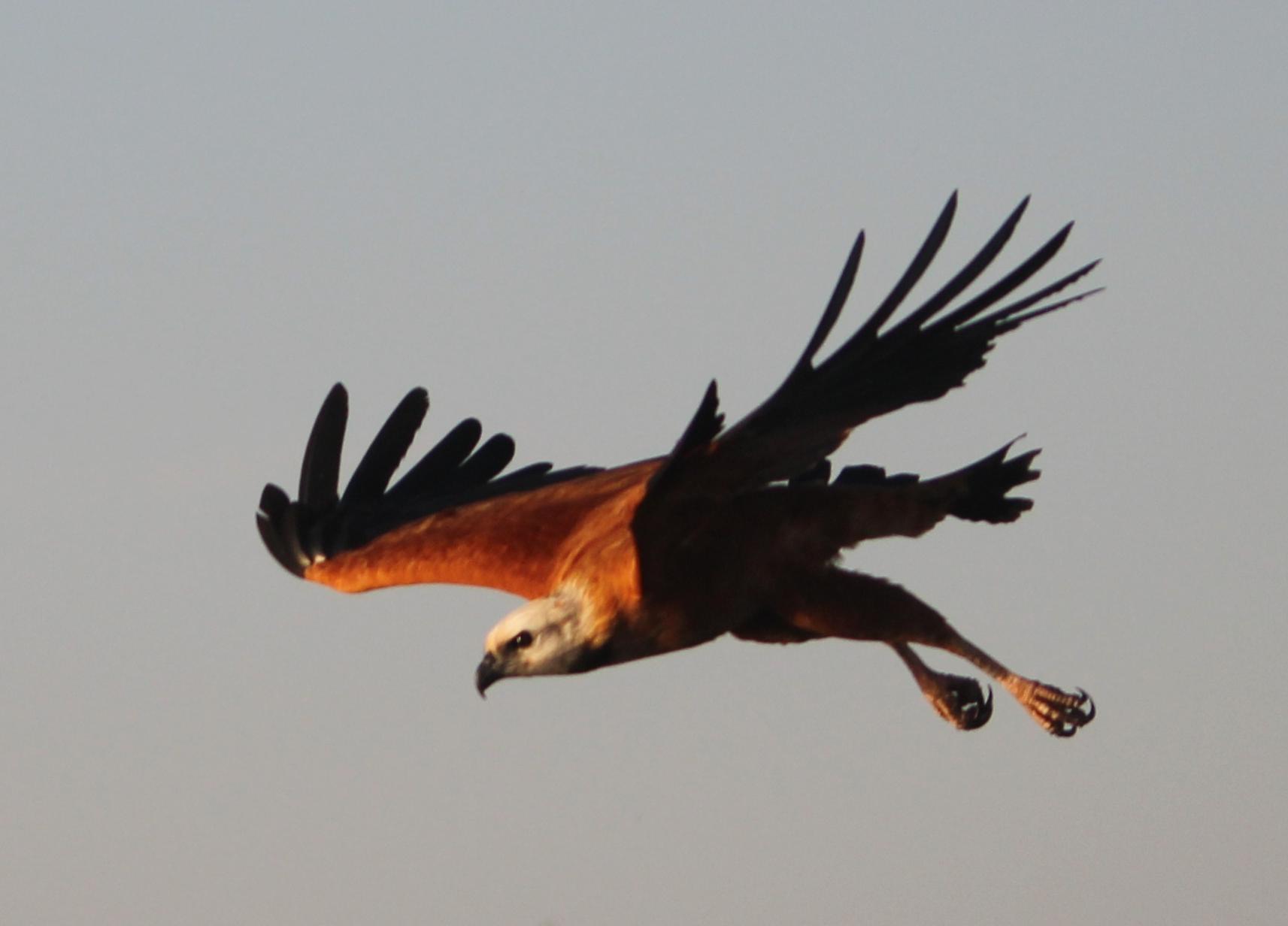 Black-collared Hawk (Busarellus nigricollis) Flying hawk | the ...