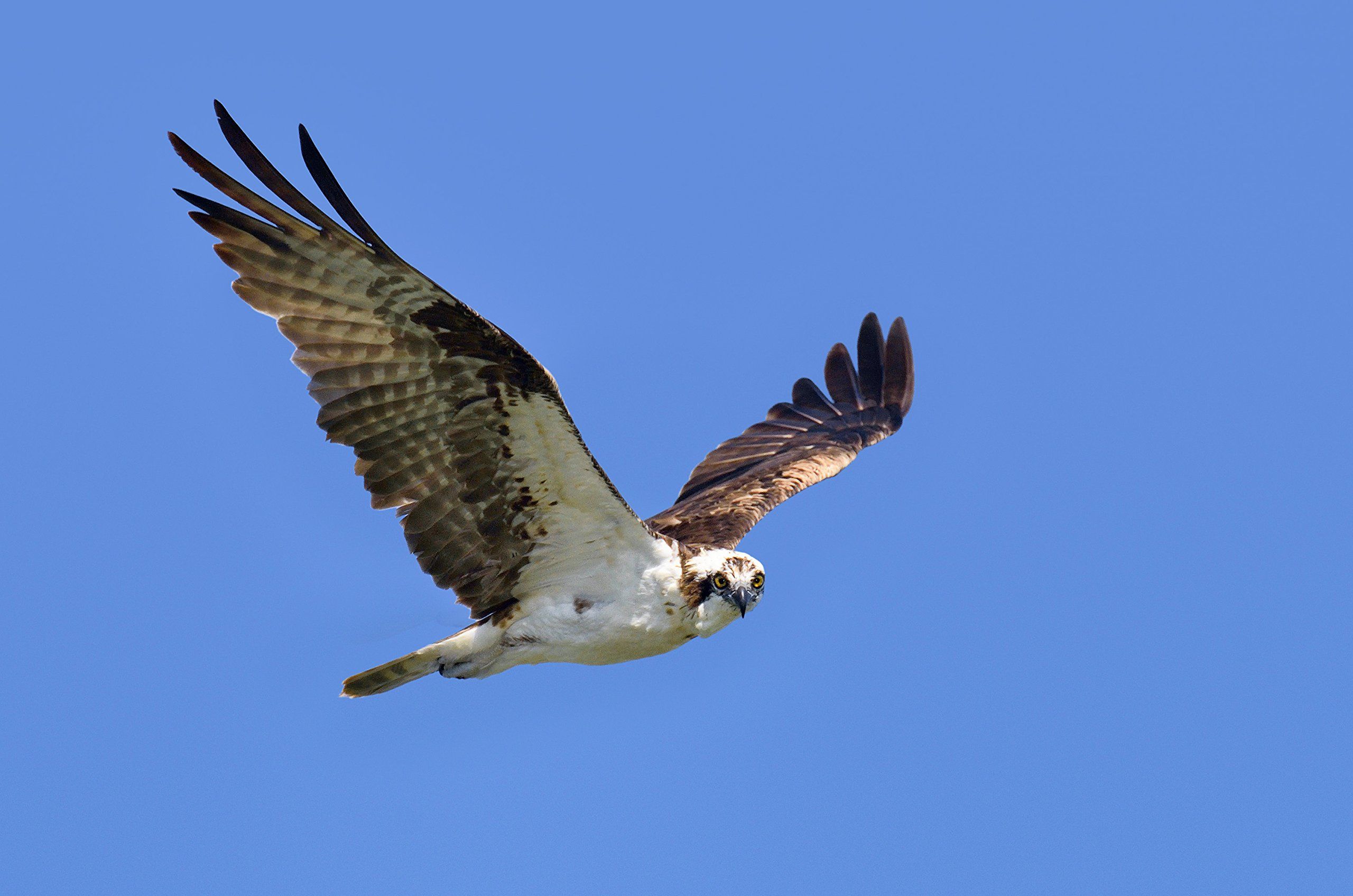 Flying Hawk Bird