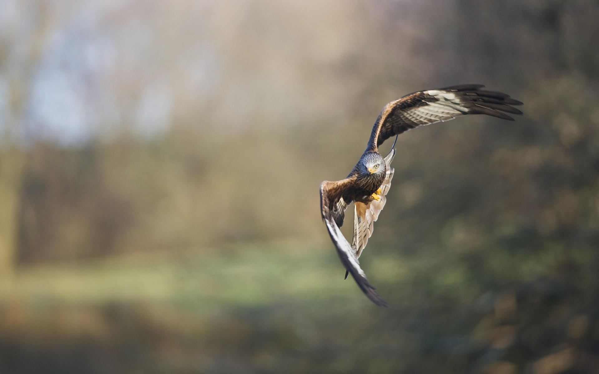Birds Blurred Background Flying Hawk - WallDevil