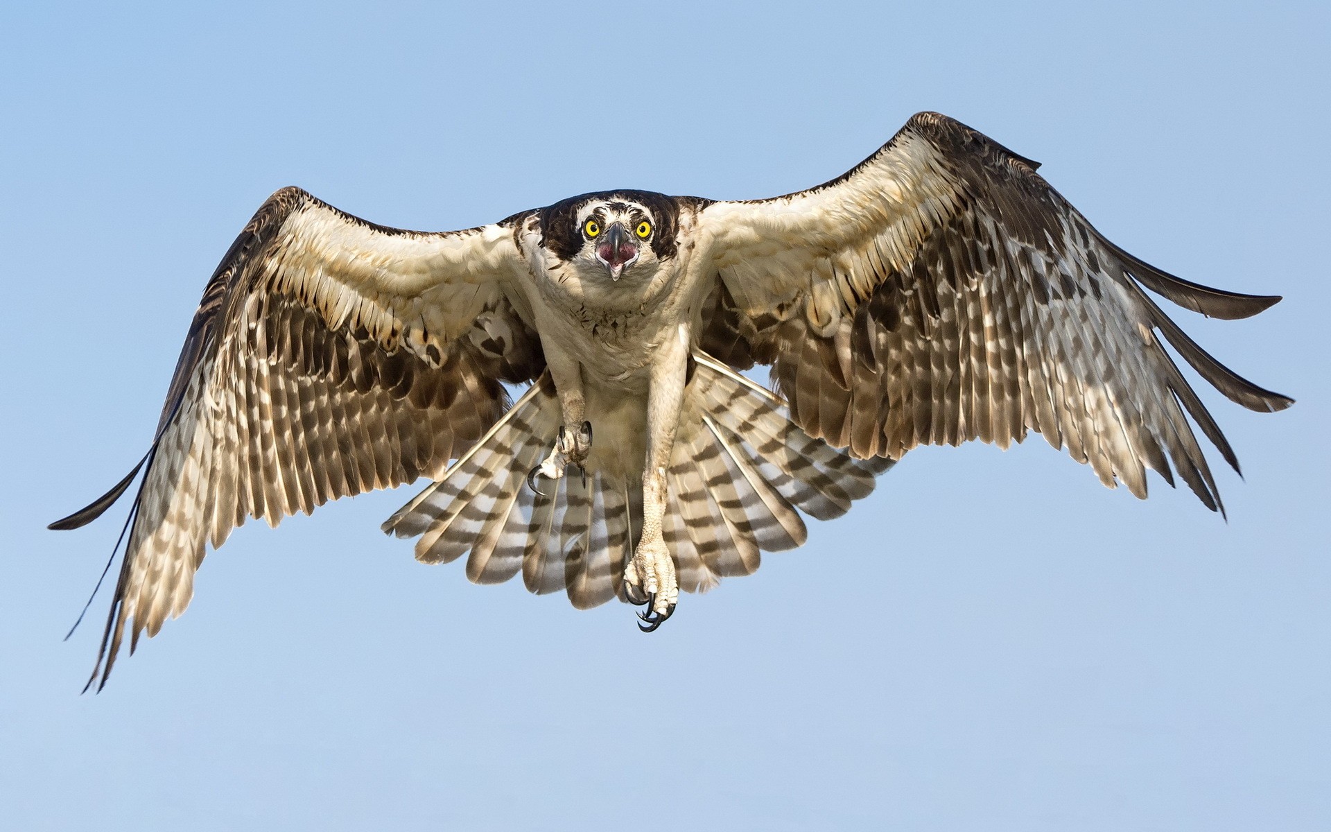 Animals: Flying Hawk Bird Photos 1920x1200 for HD 16:9 High ...