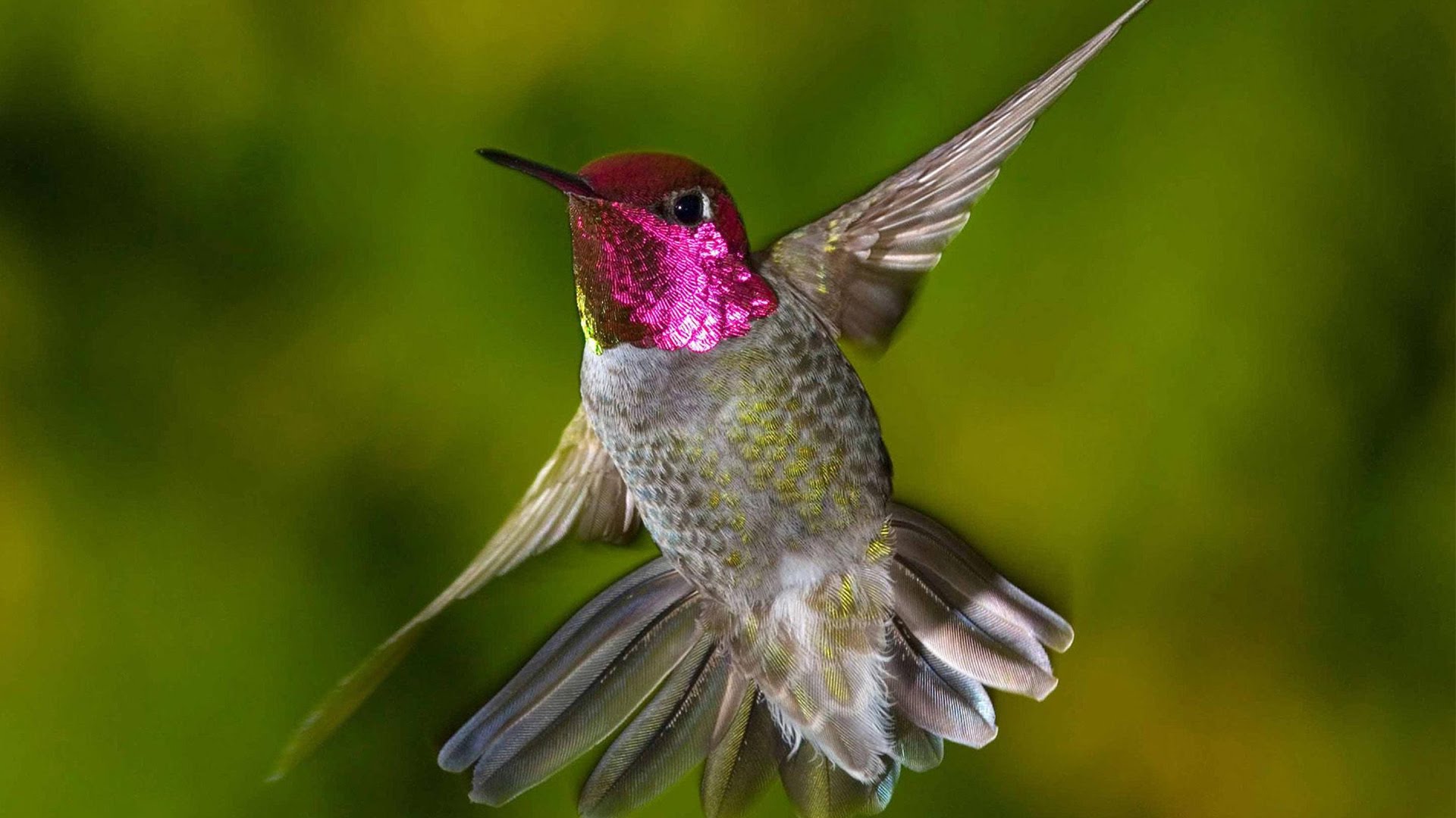 Flying hummingbird photo