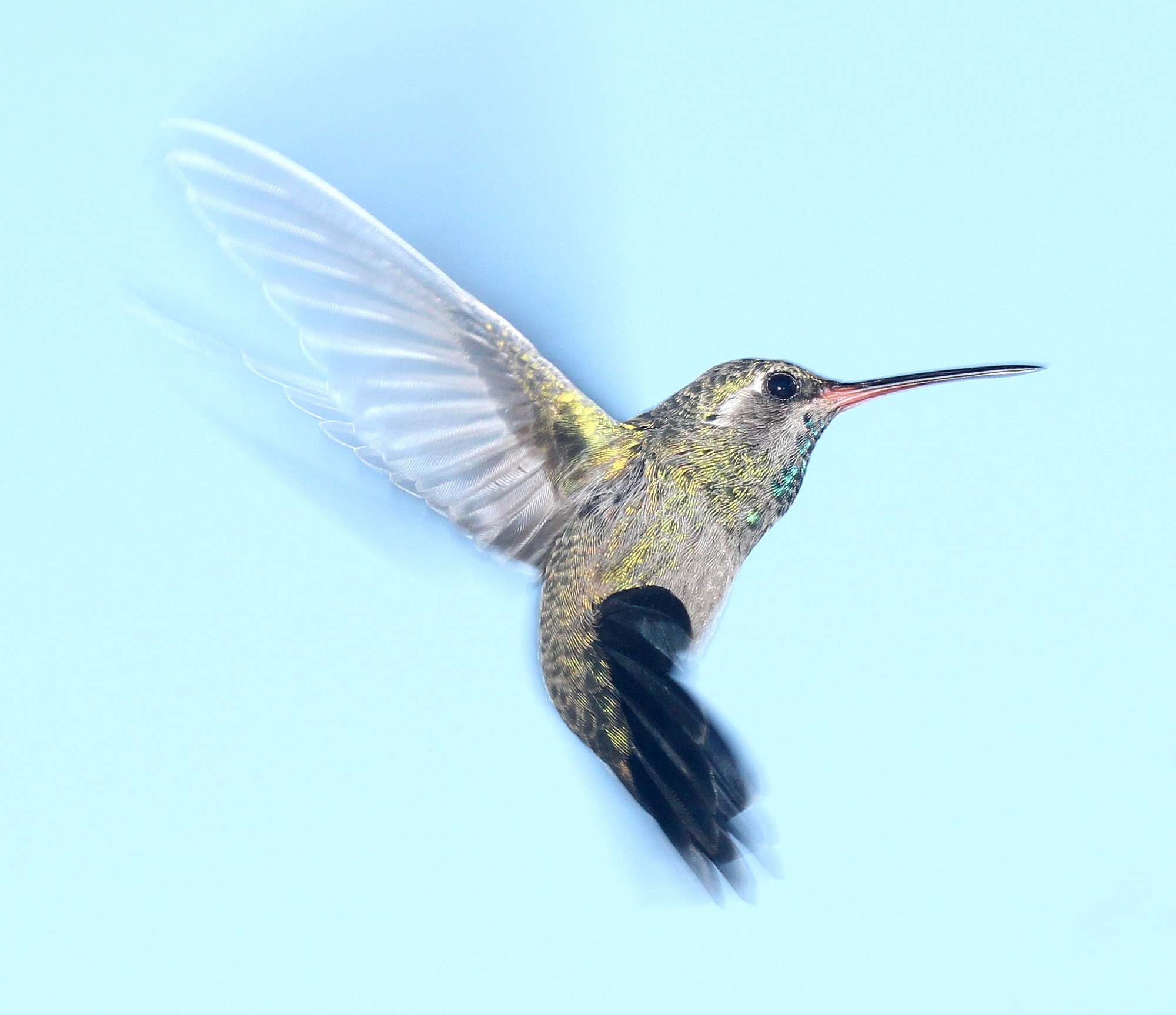 Flying hummingbird photo
