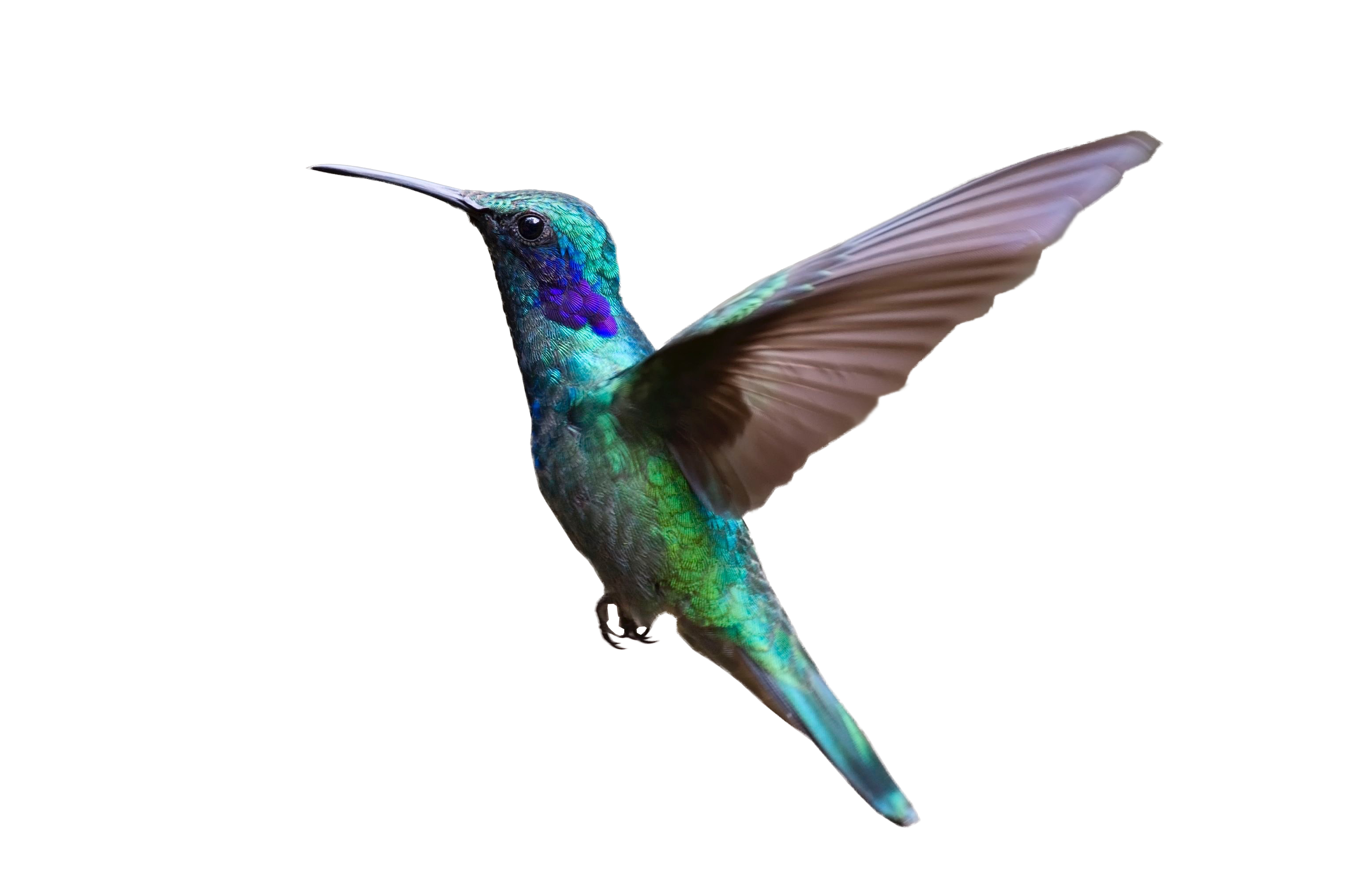 Colorful Hummingbird Flying PNG Image - PurePNG | Free transparent ...