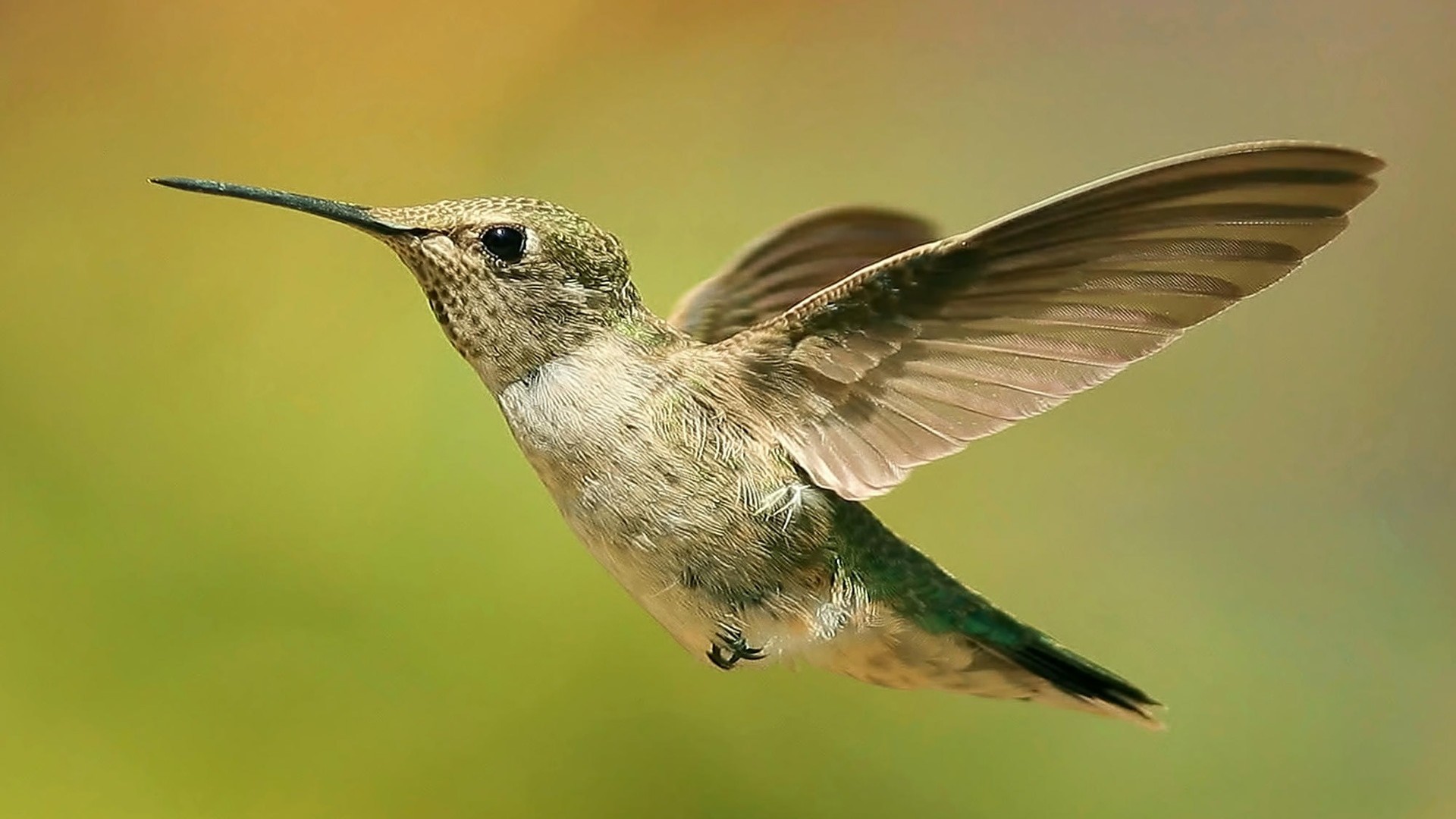 Hummingbirds images Hummingbird in Flight HD wallpaper and ...