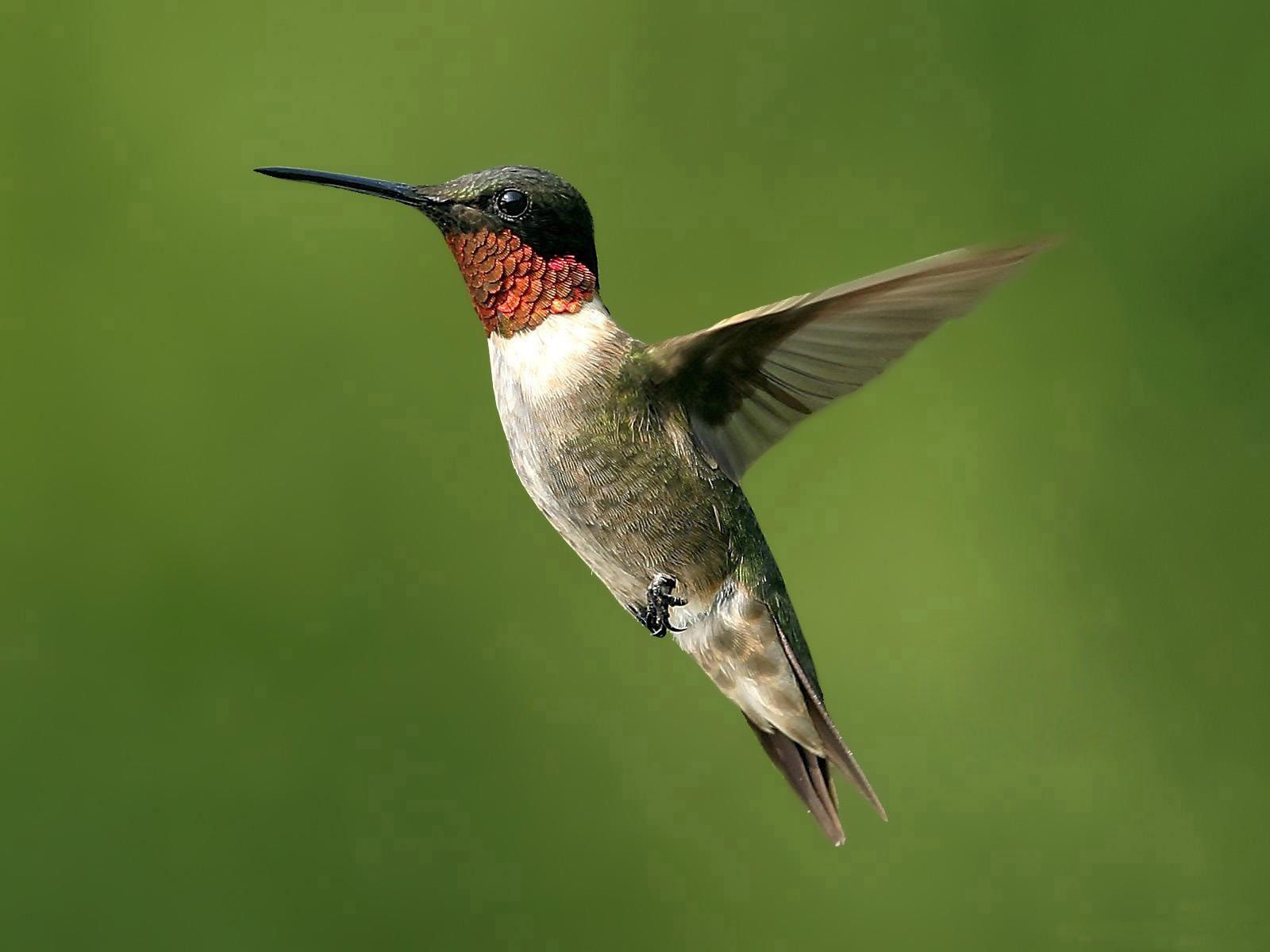flying bird - Google Search | Bird | Pinterest | Hummingbird, Bird ...