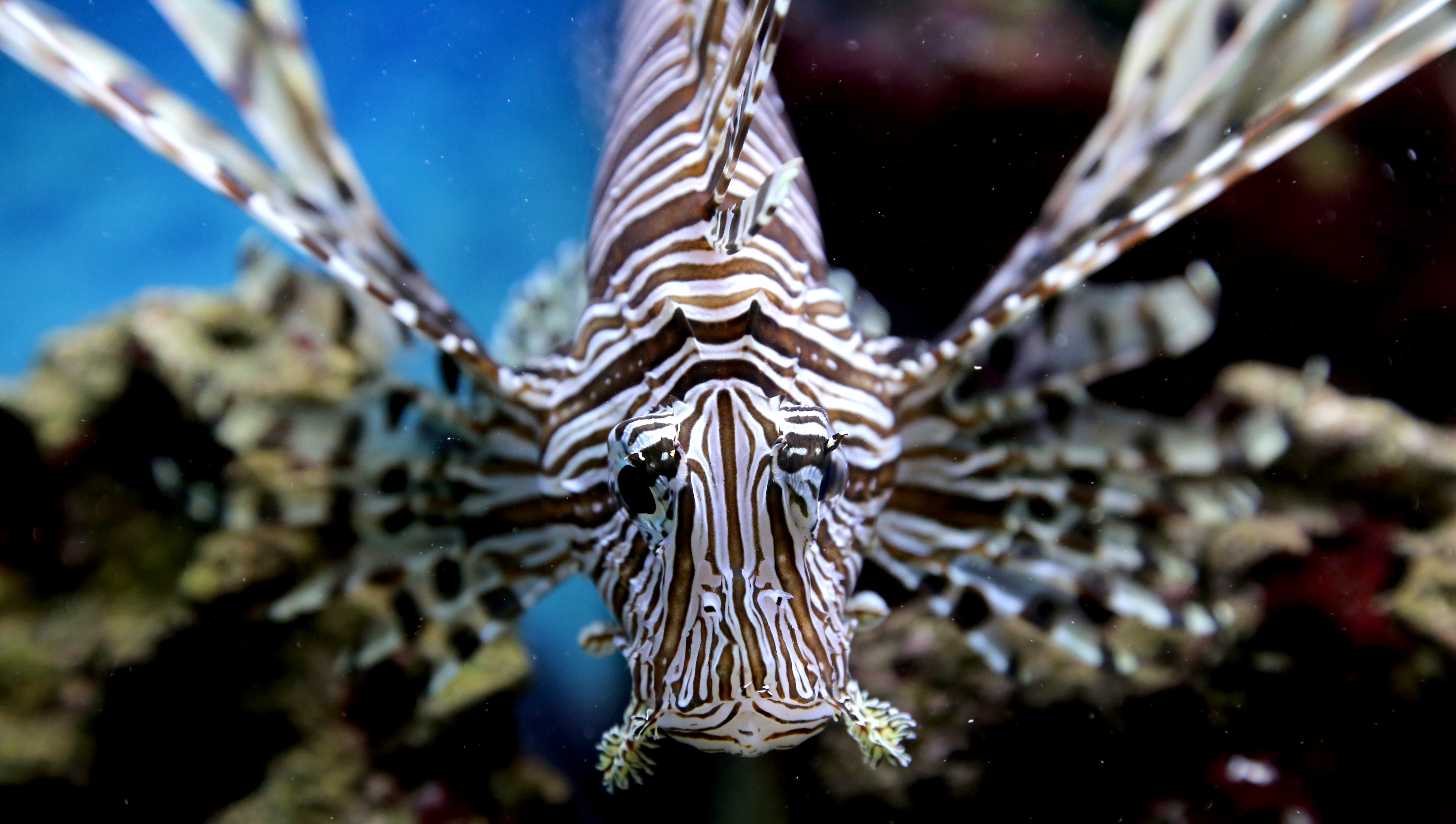 Top 5 Myths About Lionfish – National Geographic Blog