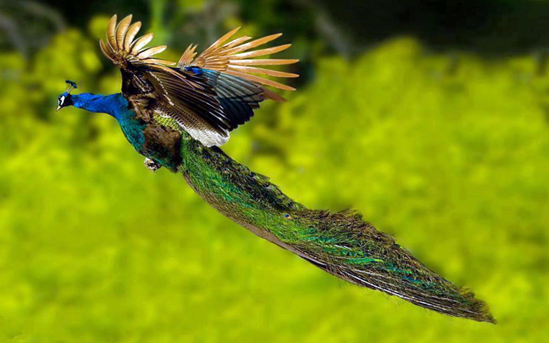 Image result for peacock flying | Art Inspiration | Pinterest ...