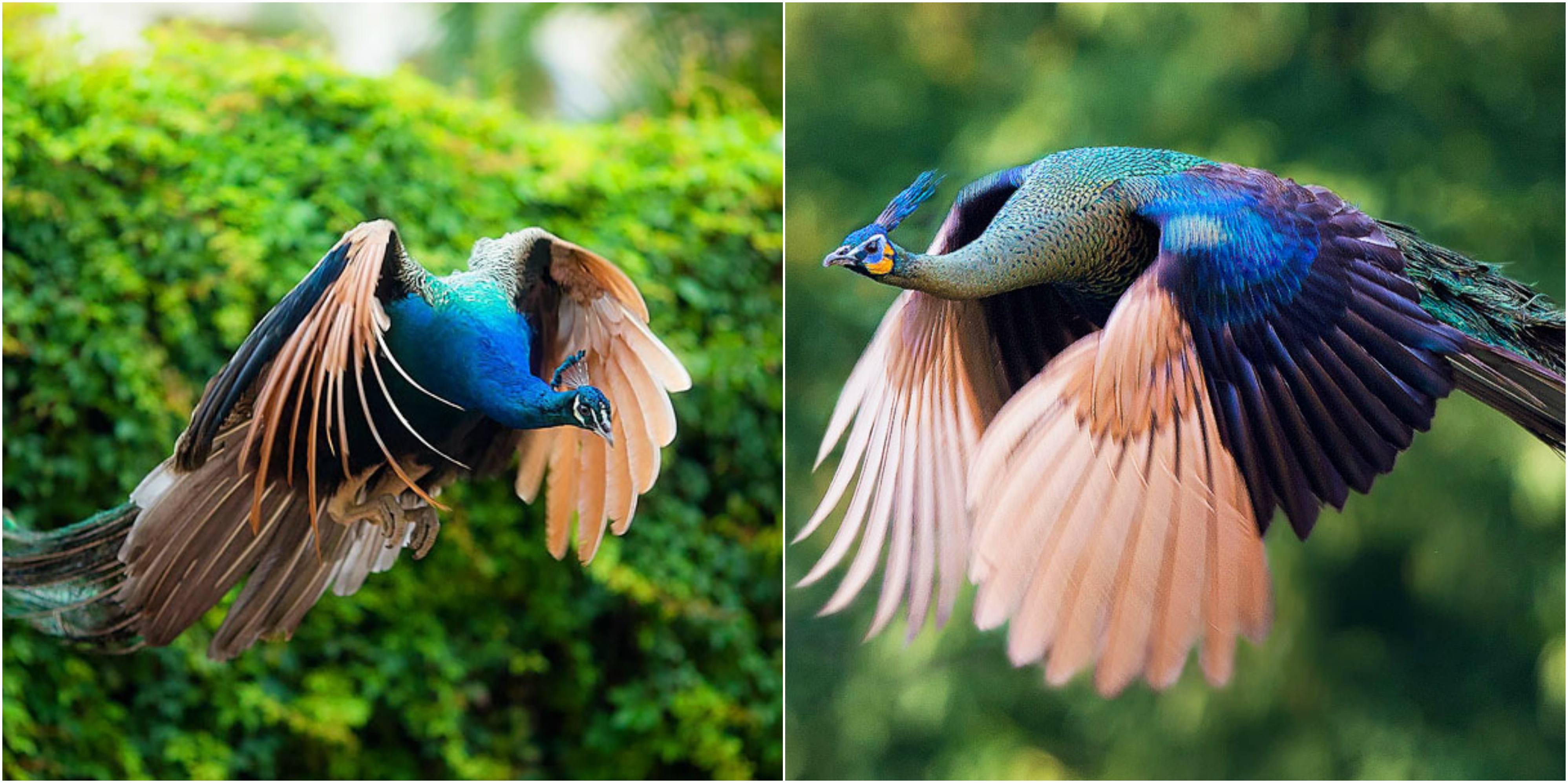 OMG! We Found Out That Peacocks Can Fly And They Look Magnificent