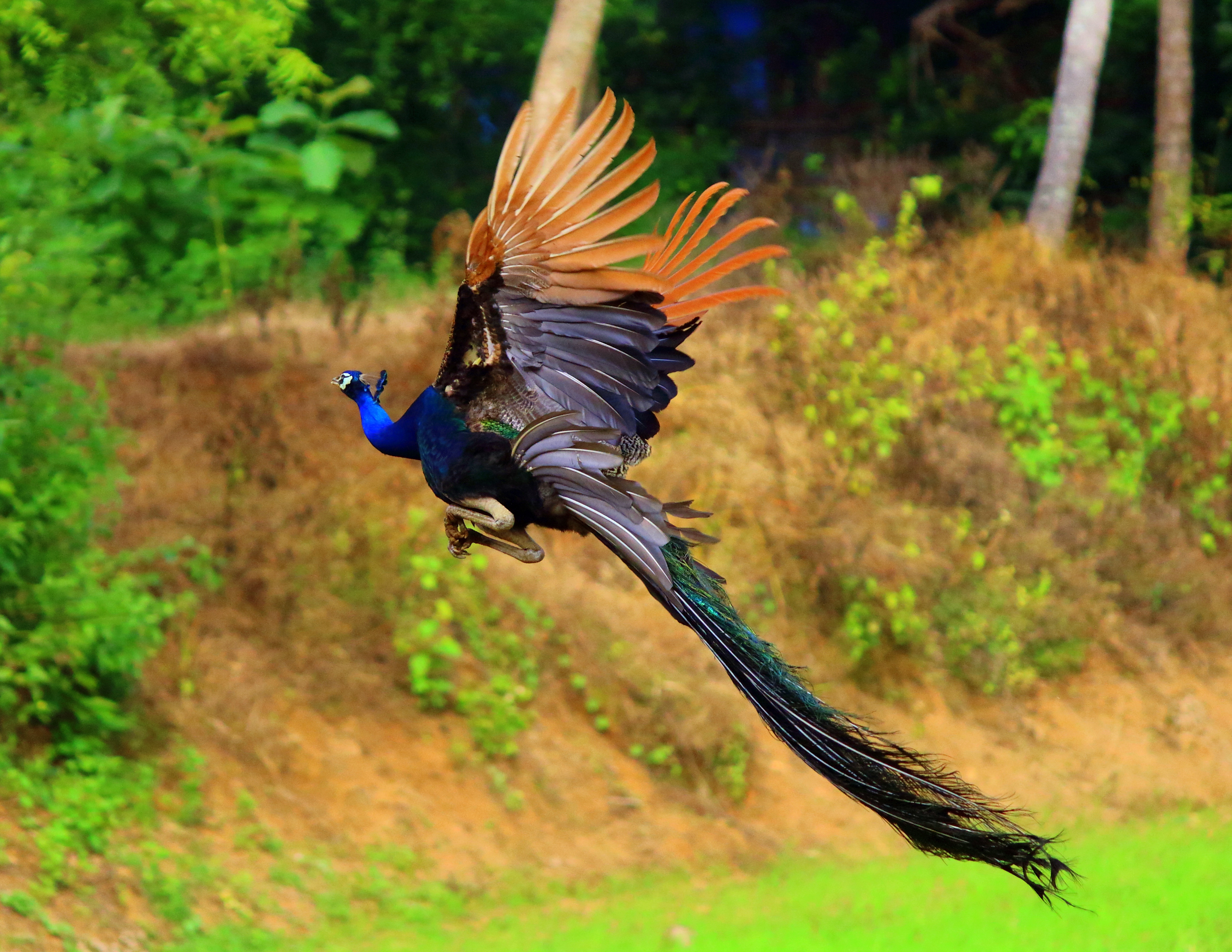 File:Flying Beauty Peacock.JPG - Wikimedia Commons
