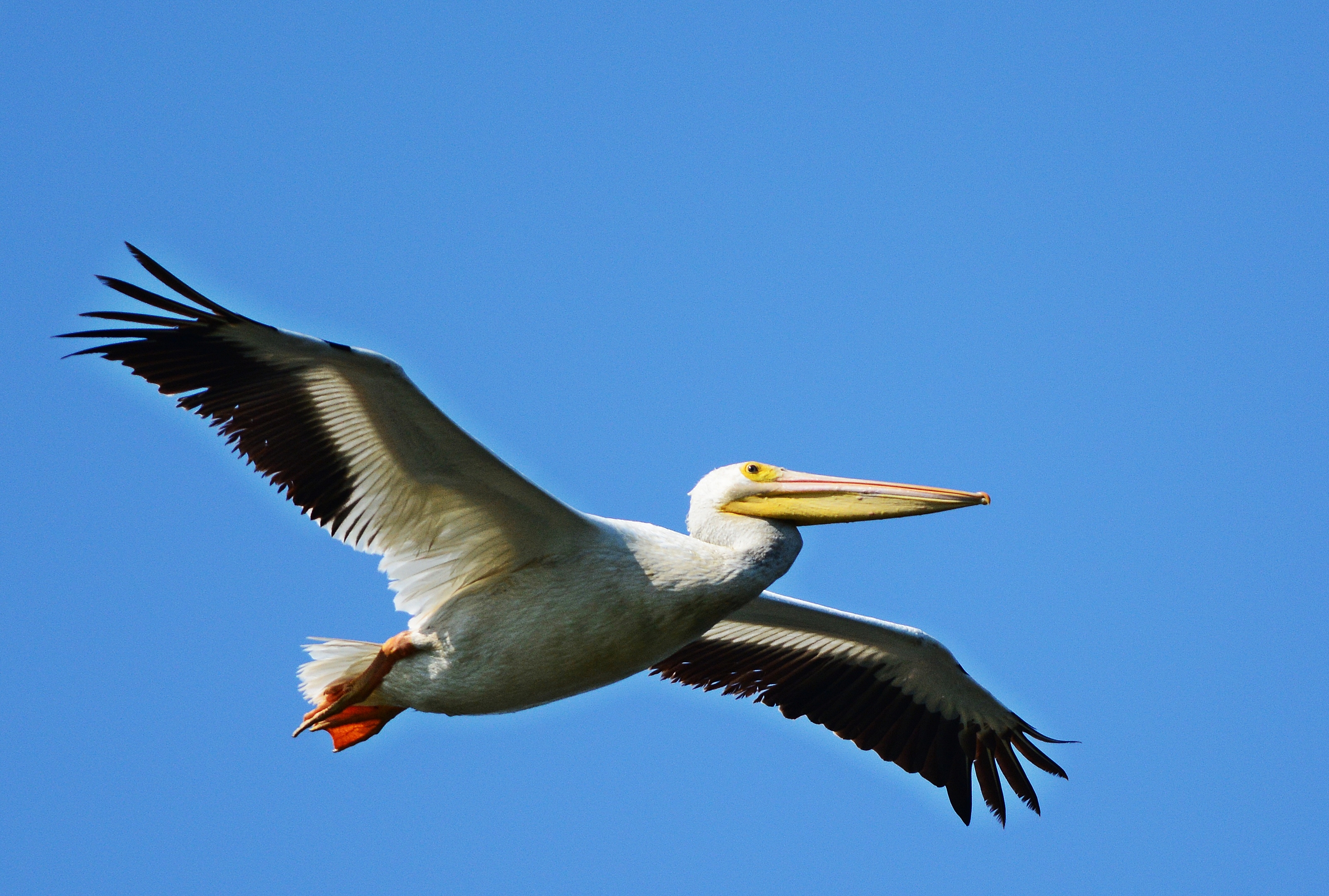 White pelicans in the sky – Skywatch Friday | Dina's Wildlife Adventures