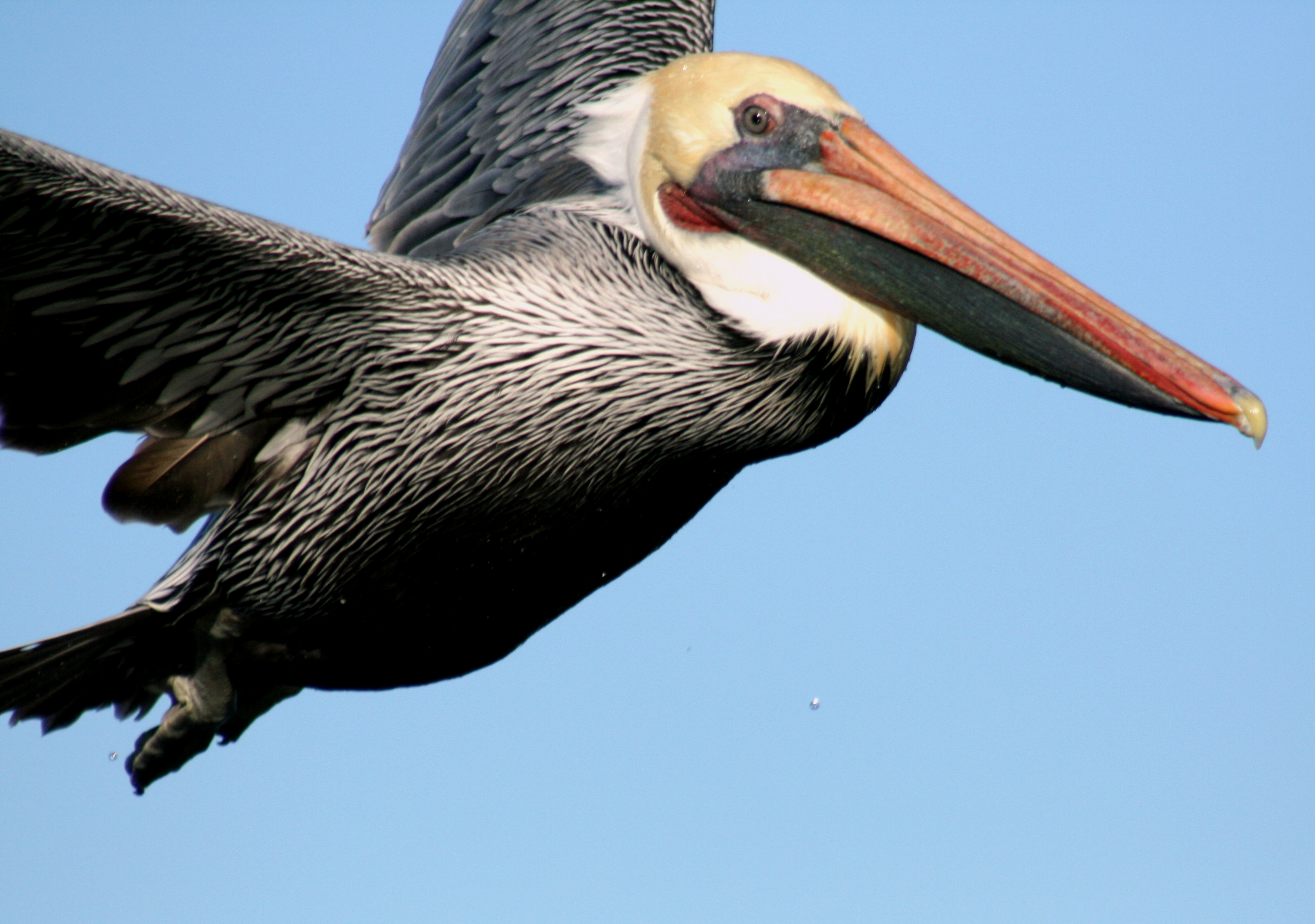 File:Close up of flying brown pelican.jpg - Wikimedia Commons