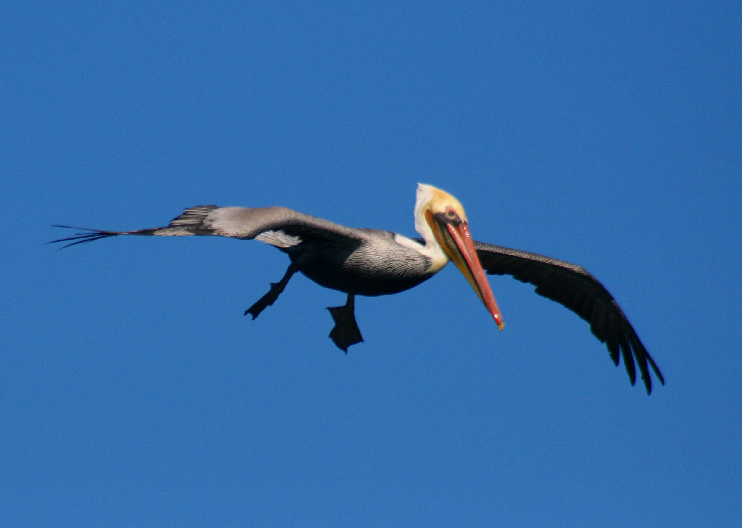 File:Flying Brown Pelican 2.jpg - Wikimedia Commons