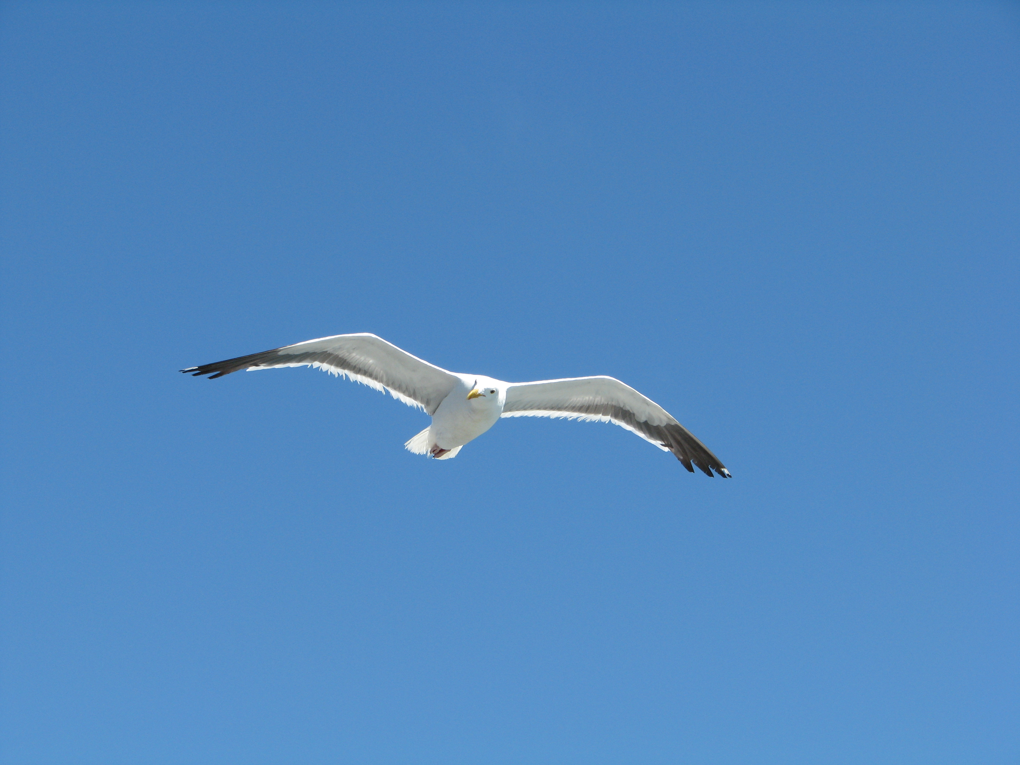 File:Flying Seagull (2704154711).jpg - Wikimedia Commons