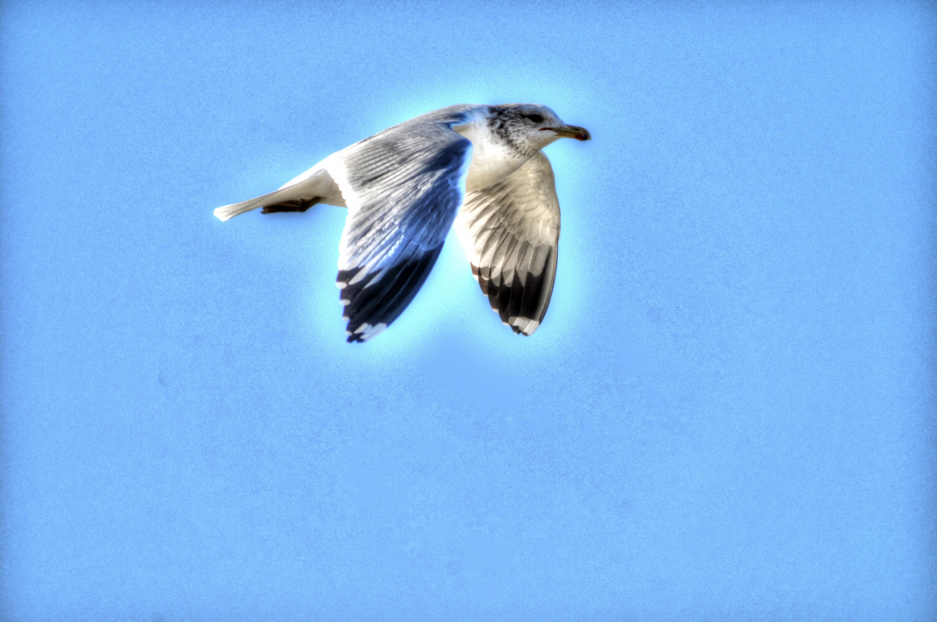 Flying Seagull Free Stock Photo - Public Domain Pictures