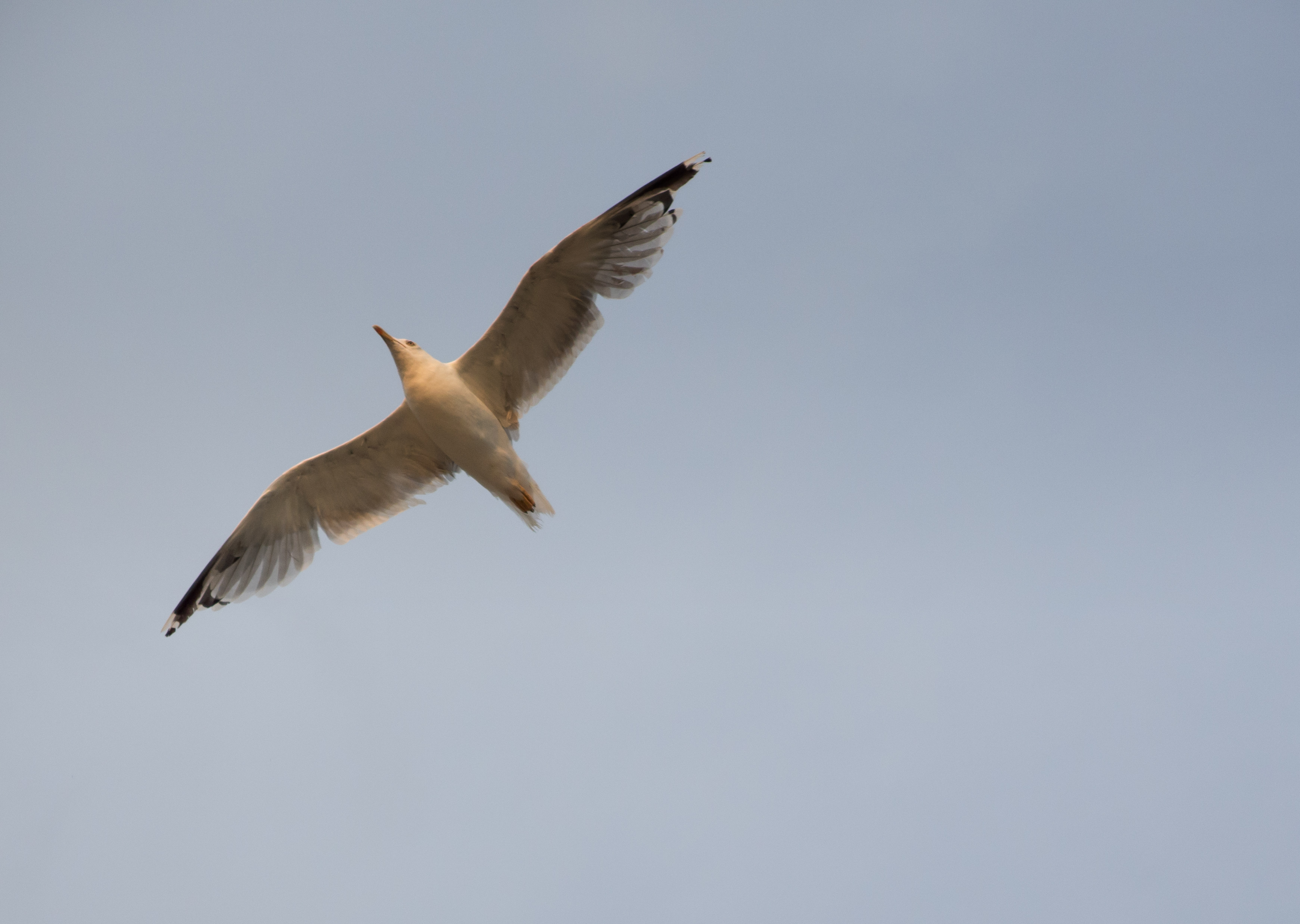 Free Image: Flying Seagull | Libreshot Public Domain Photos