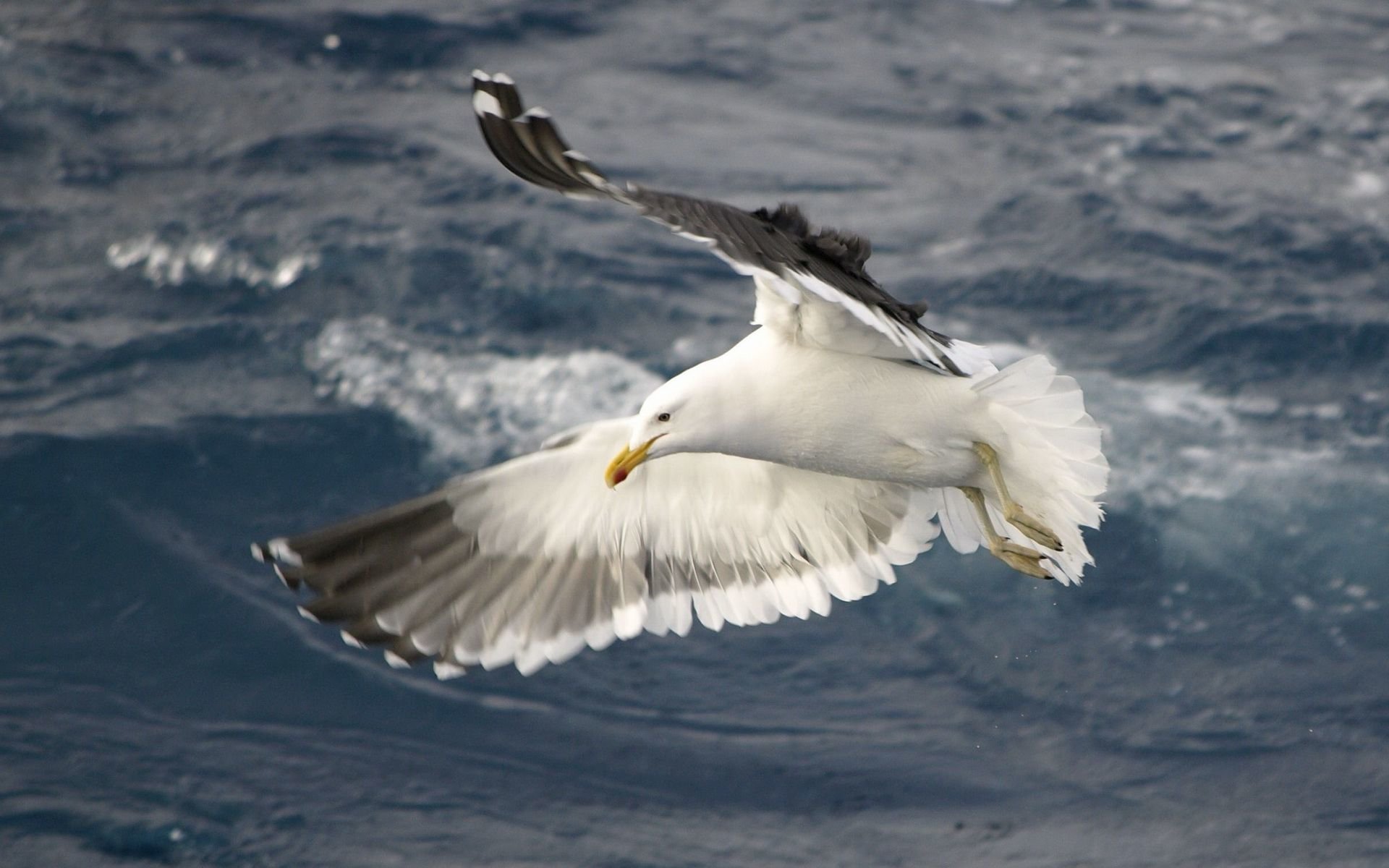 Flying Seagull 932517 - WallDevil