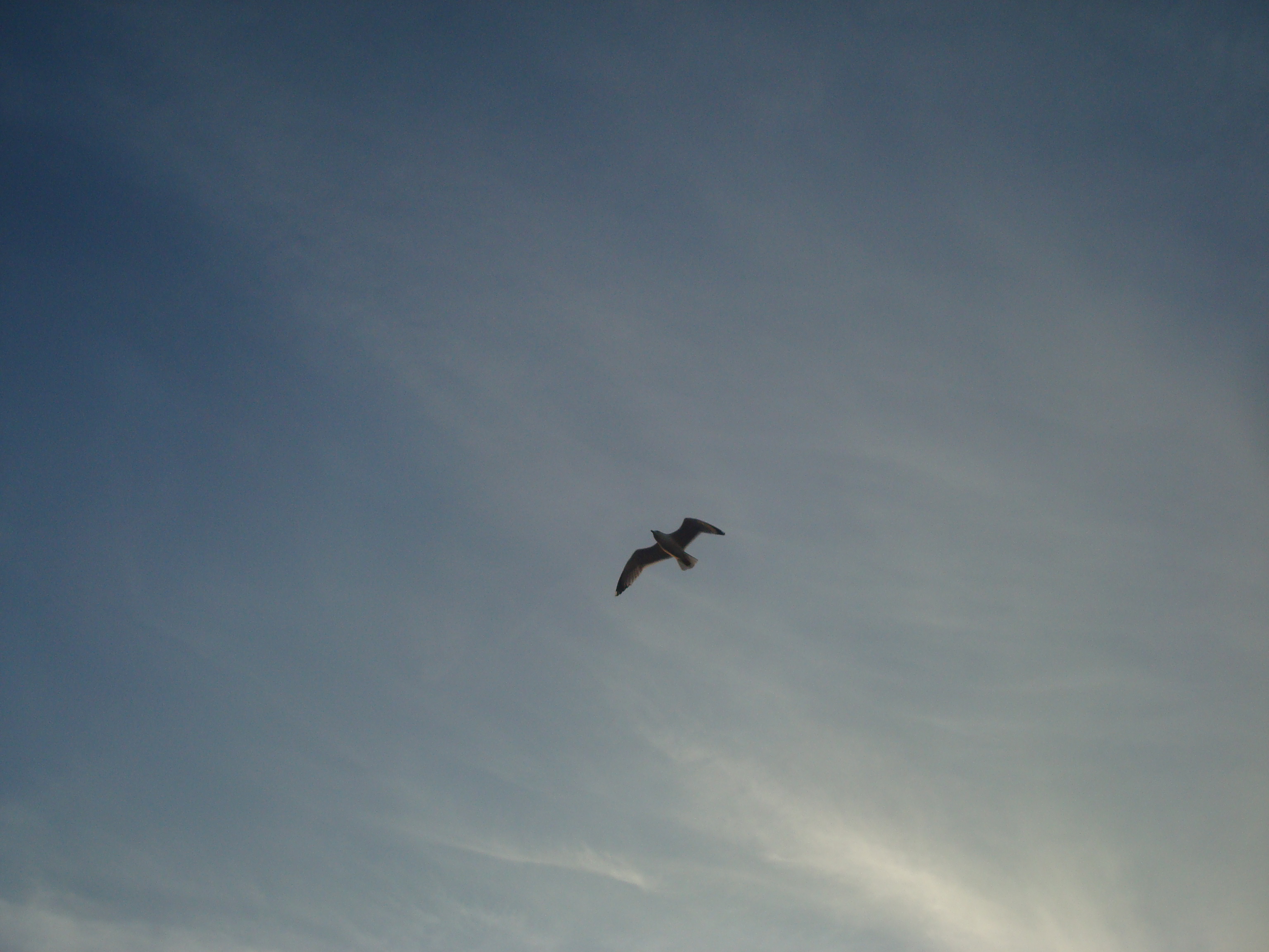 Flying seagull, Animal, Birds, Clouds, Cloudy, HQ Photo