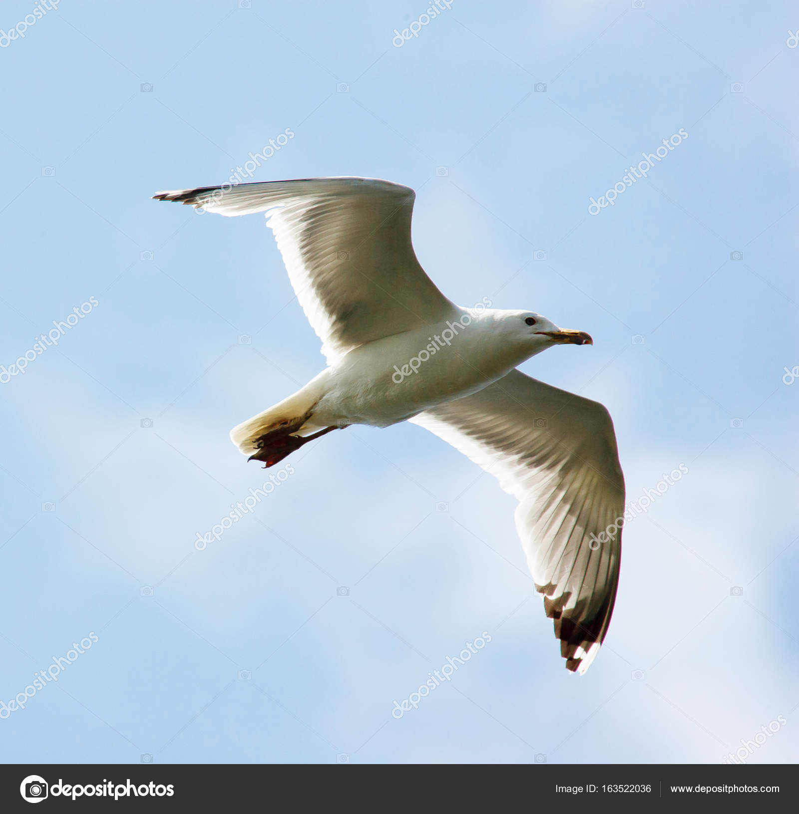 Flying Seagull on sky background — Stock Photo © sasapanchenko.gmail ...
