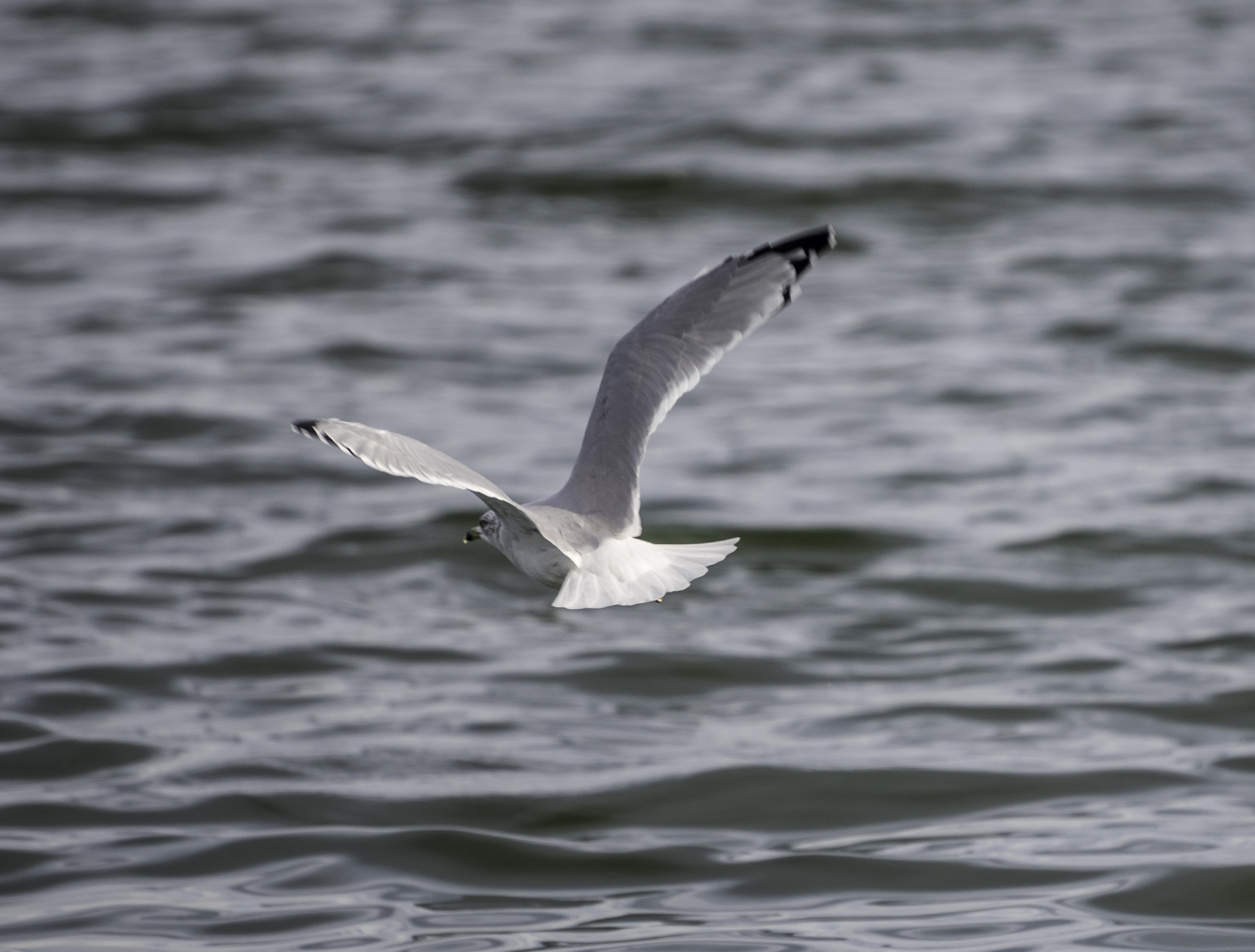 Flying Seagull over the water image - Free stock photo - Public ...