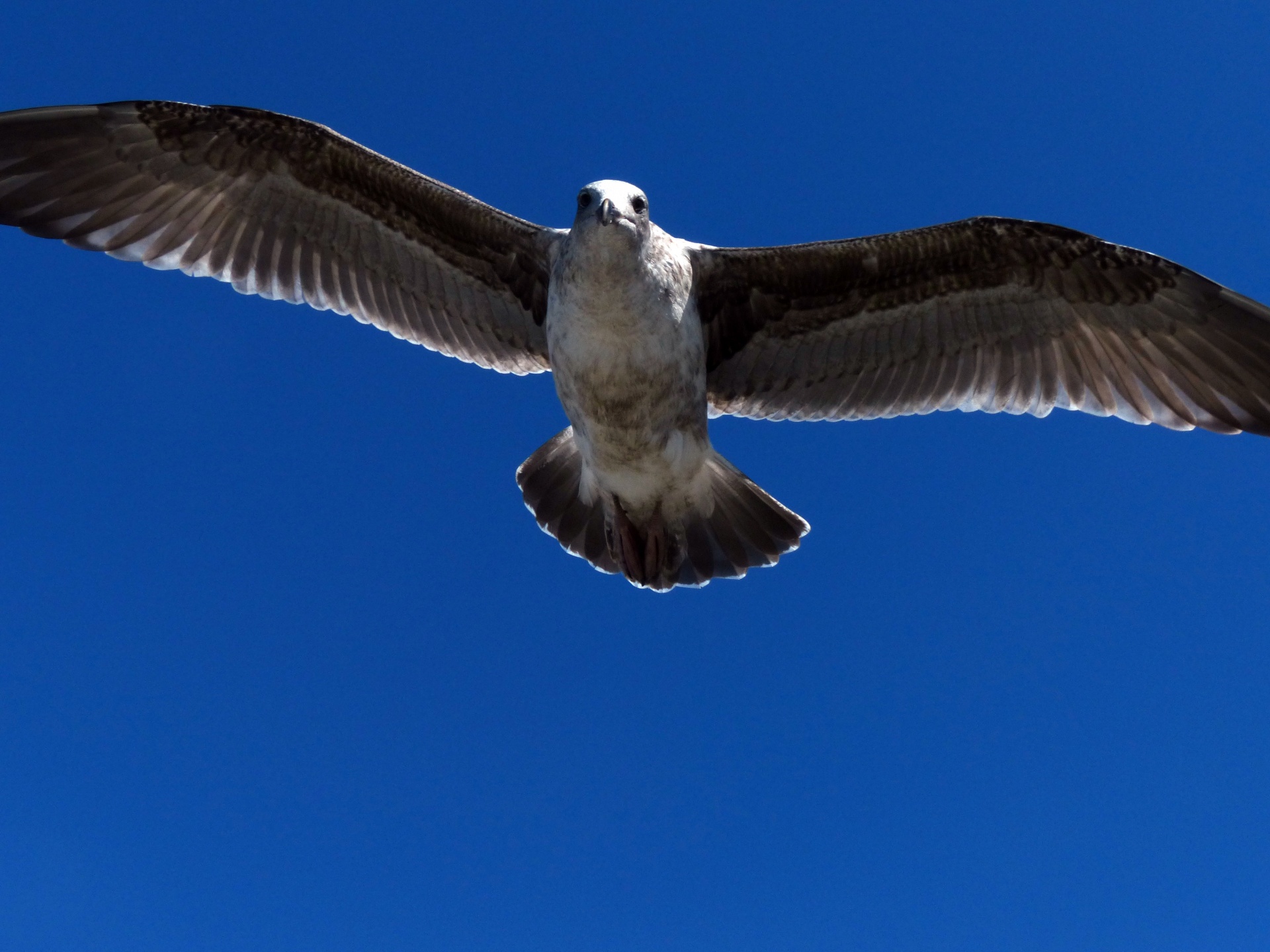Flying Seagull Free Stock Photo - Public Domain Pictures