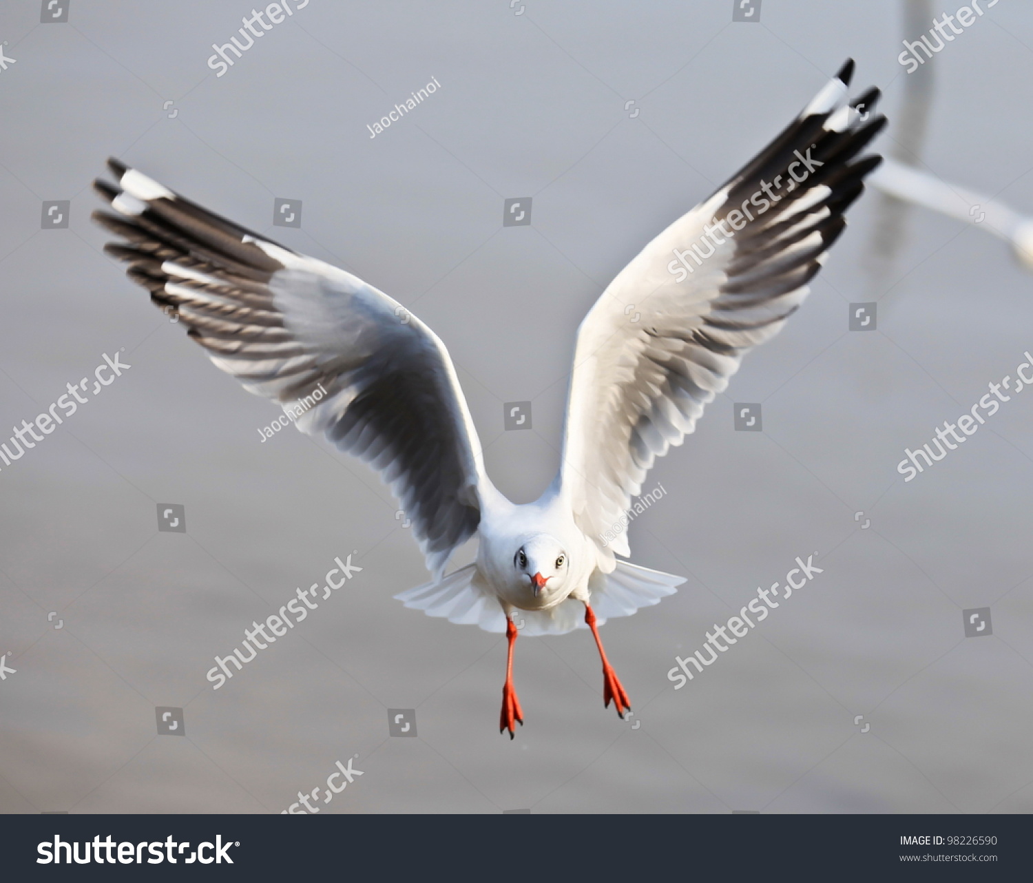 Flying Seagull Action Stock Photo 98226590 - Shutterstock