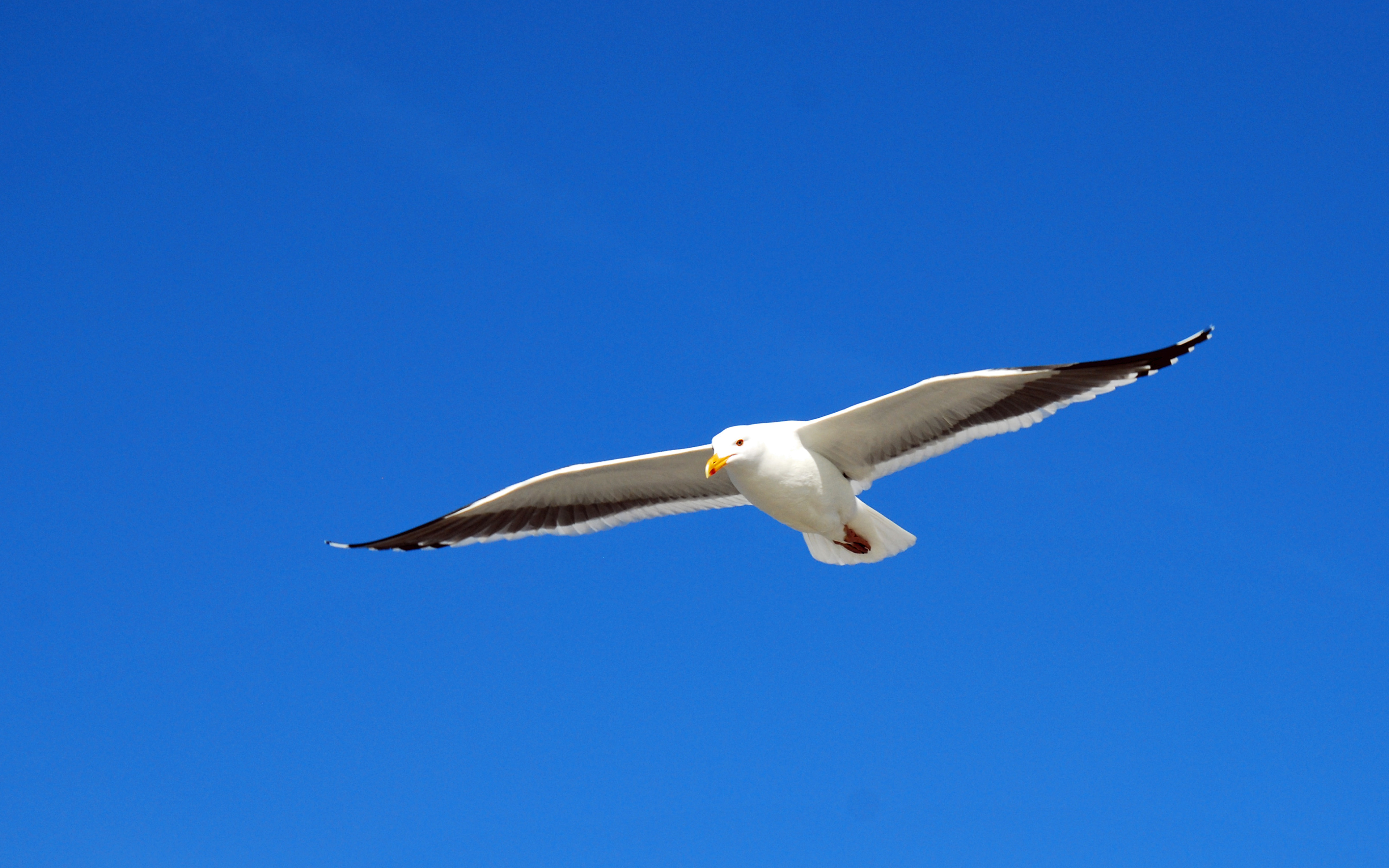 Seagull Flying above Hermosa Beach, California widescreen wallpaper ...