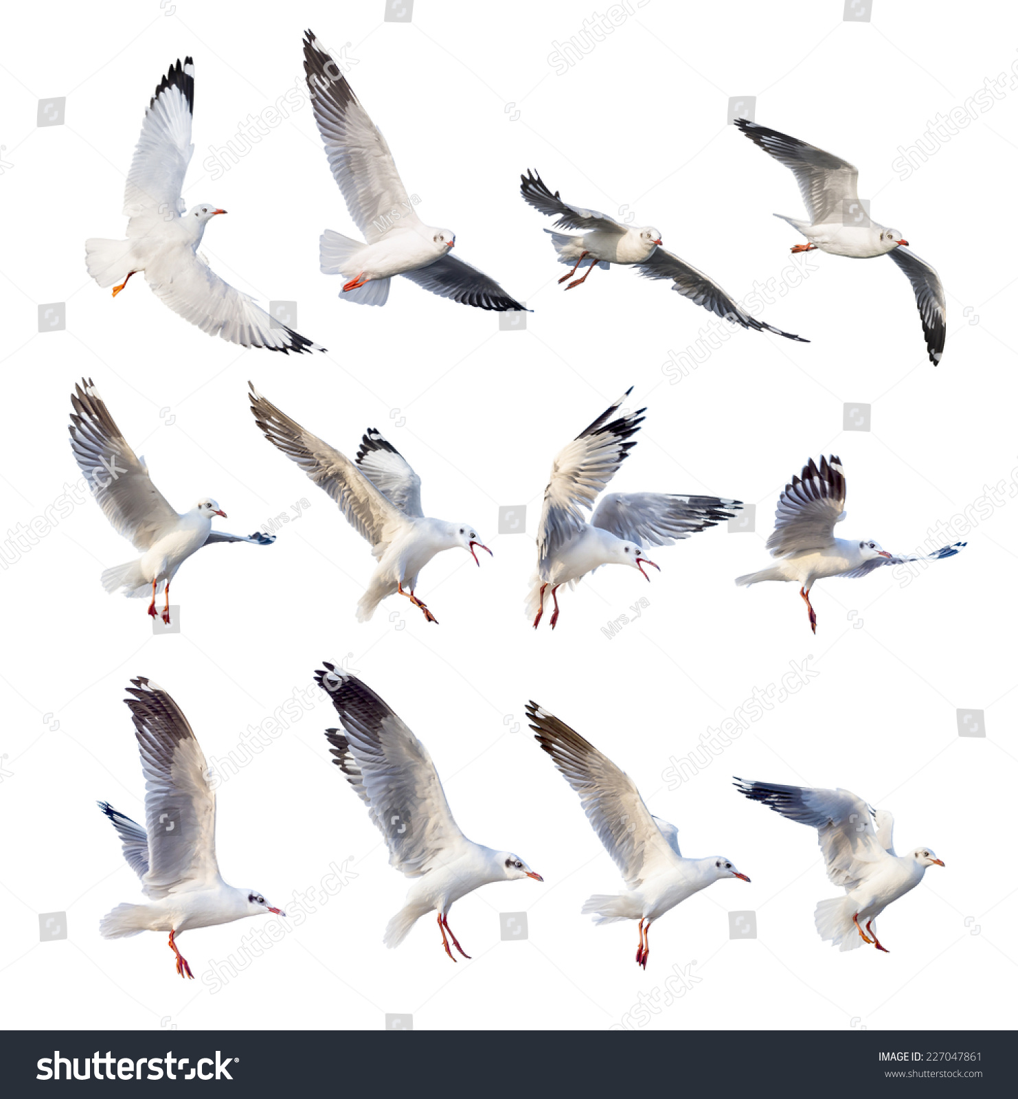 Flying Seagull Actions Isolated On White Stock Photo 227047861 ...