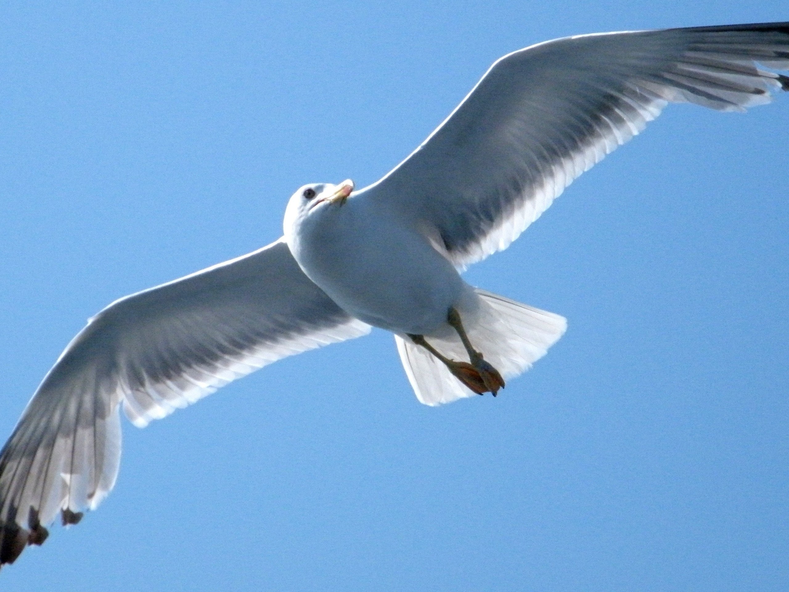Animals: Animals Flying Seagull Bird Photos Wallpapers for HD 16:9 ...