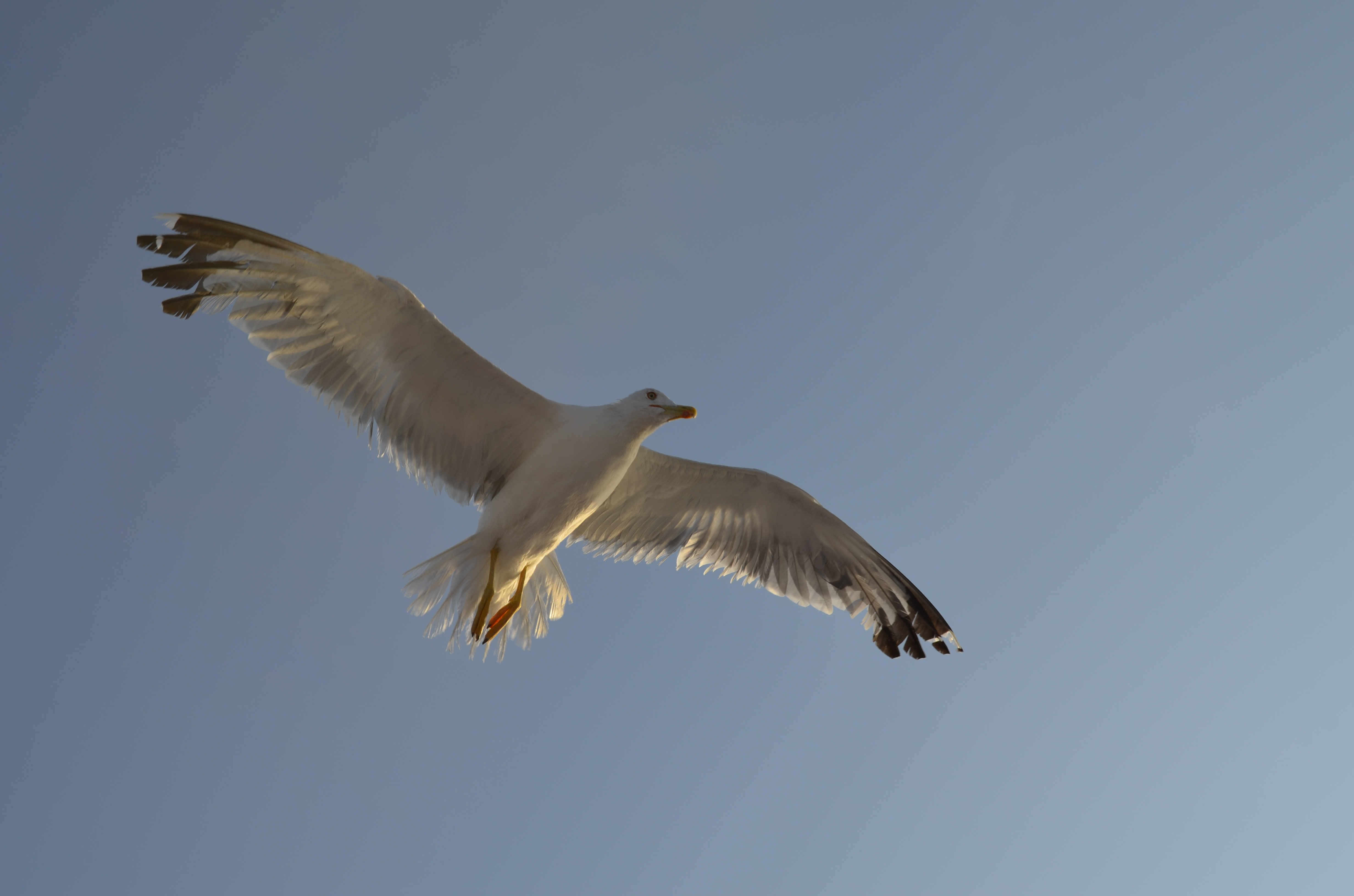 File:Flying seagull with outstretched wings number one.JPG ...