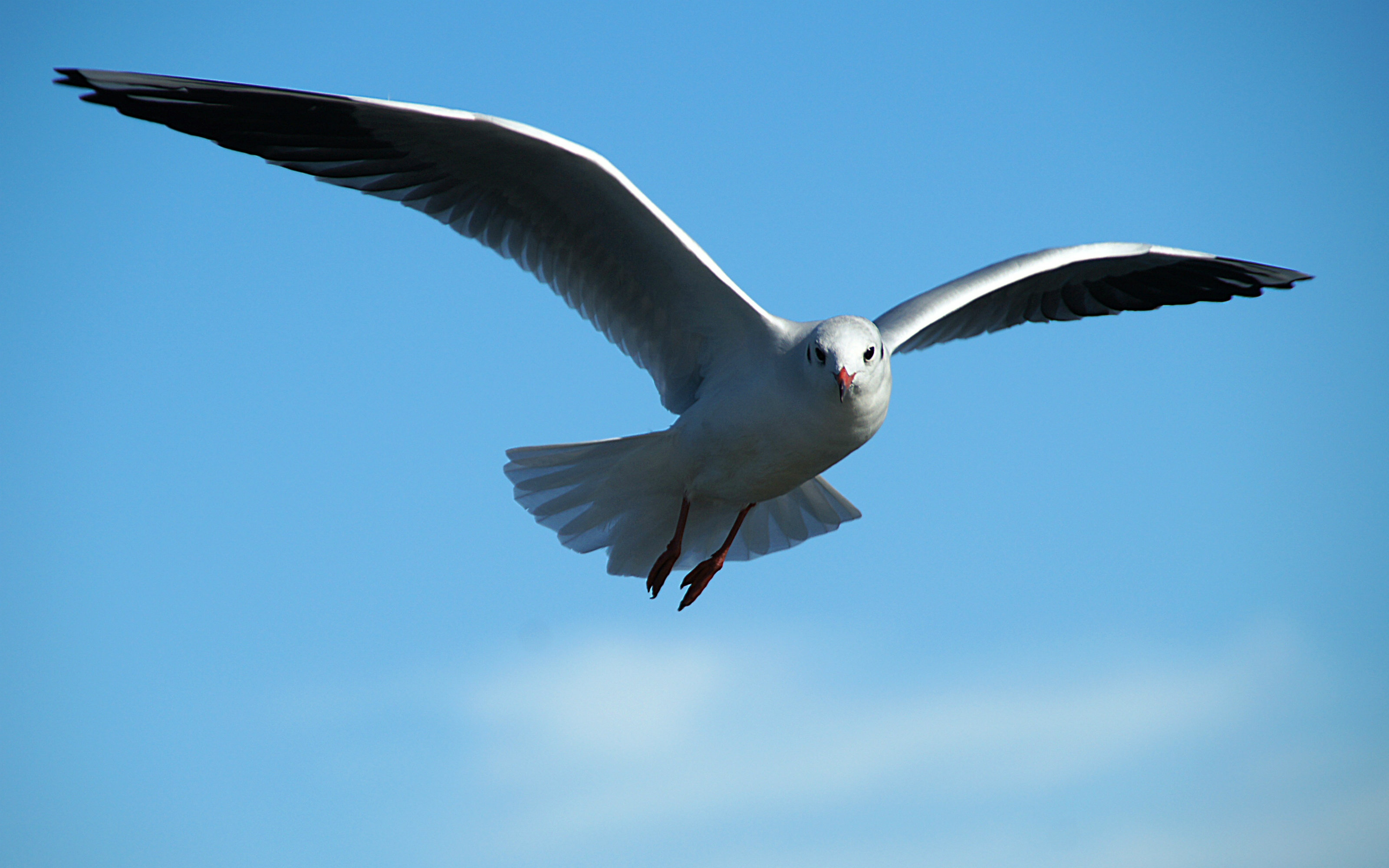 Flying seagull wallpaper - 1394 | 3200x2000