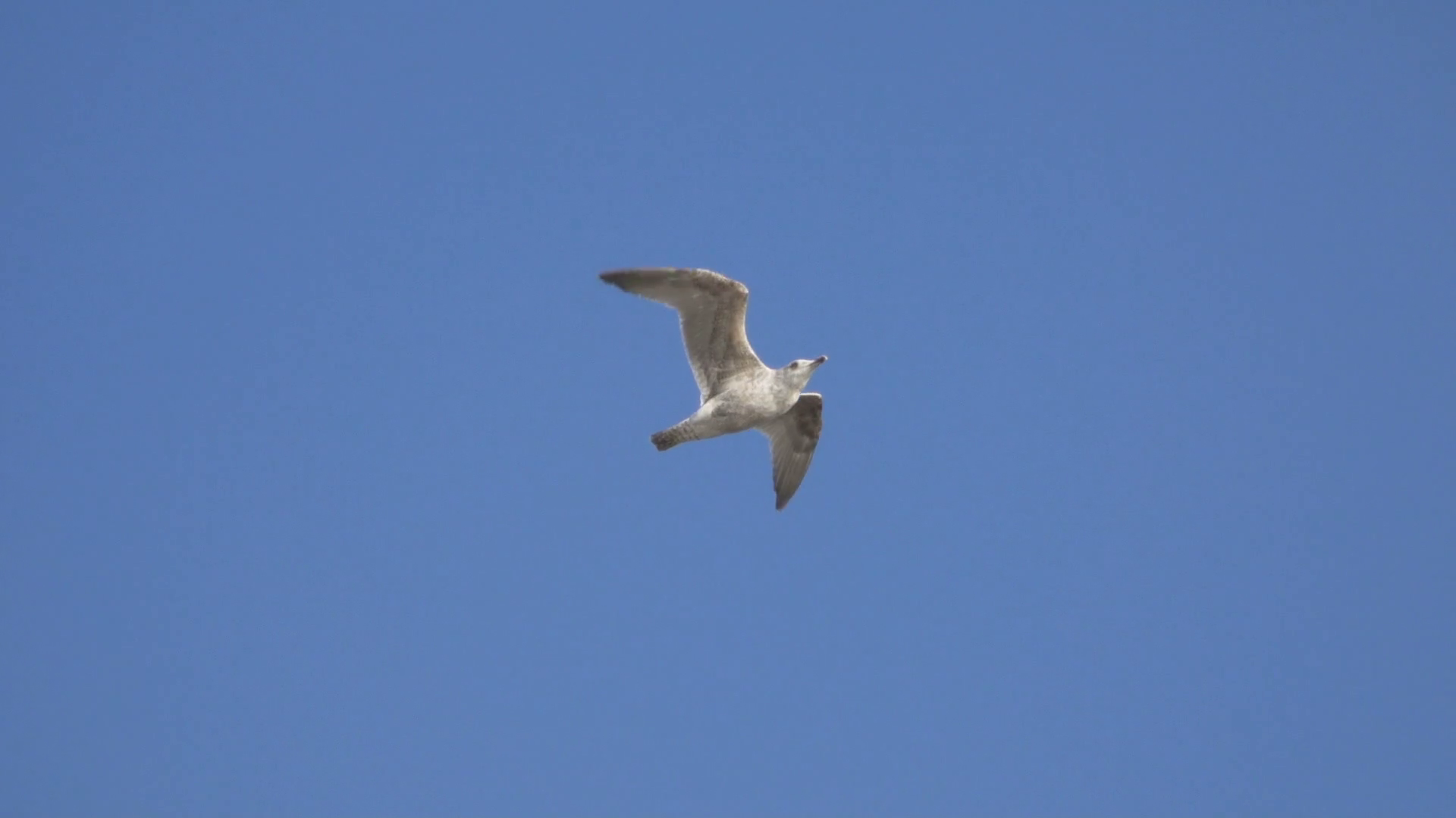 Flying seagull on blue sky background slow motion Stock Video ...