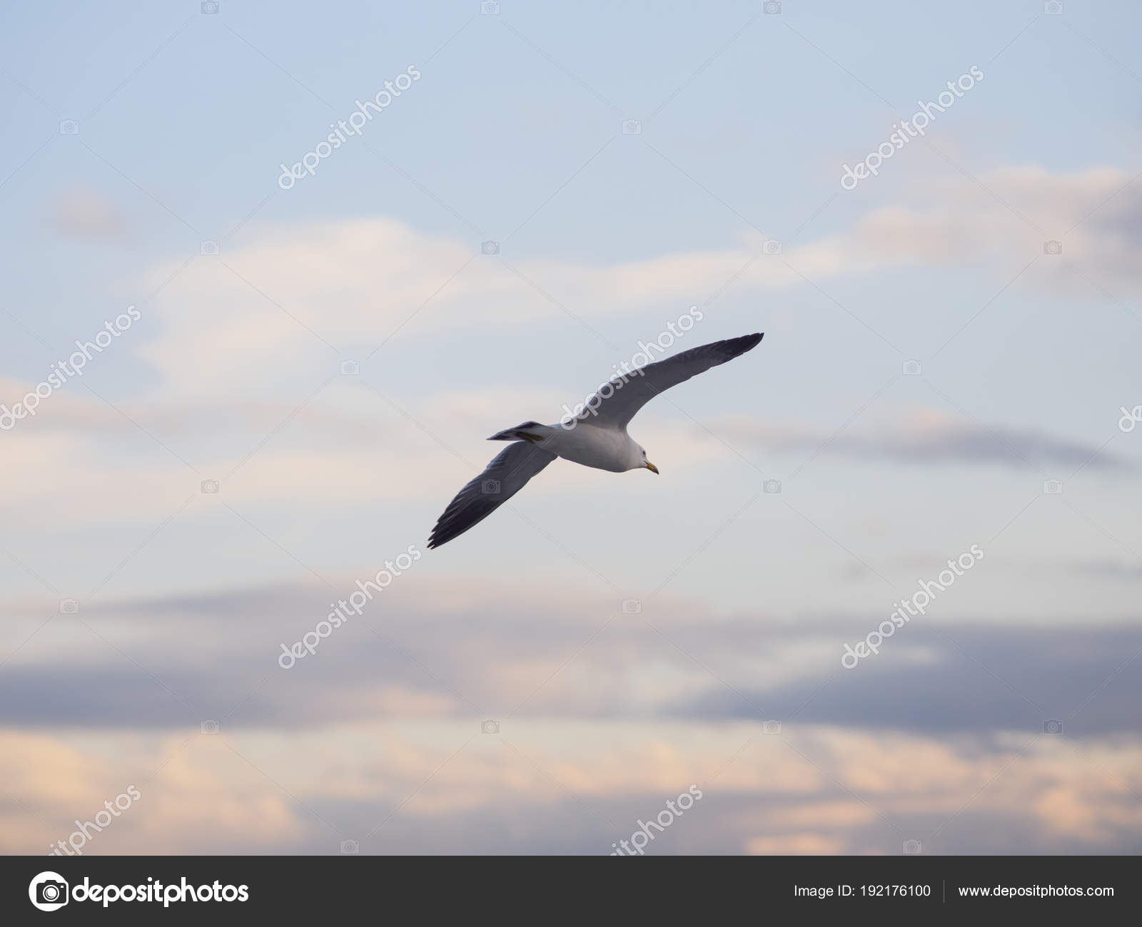Flying Seagull City — Stock Photo © eevl #192176100