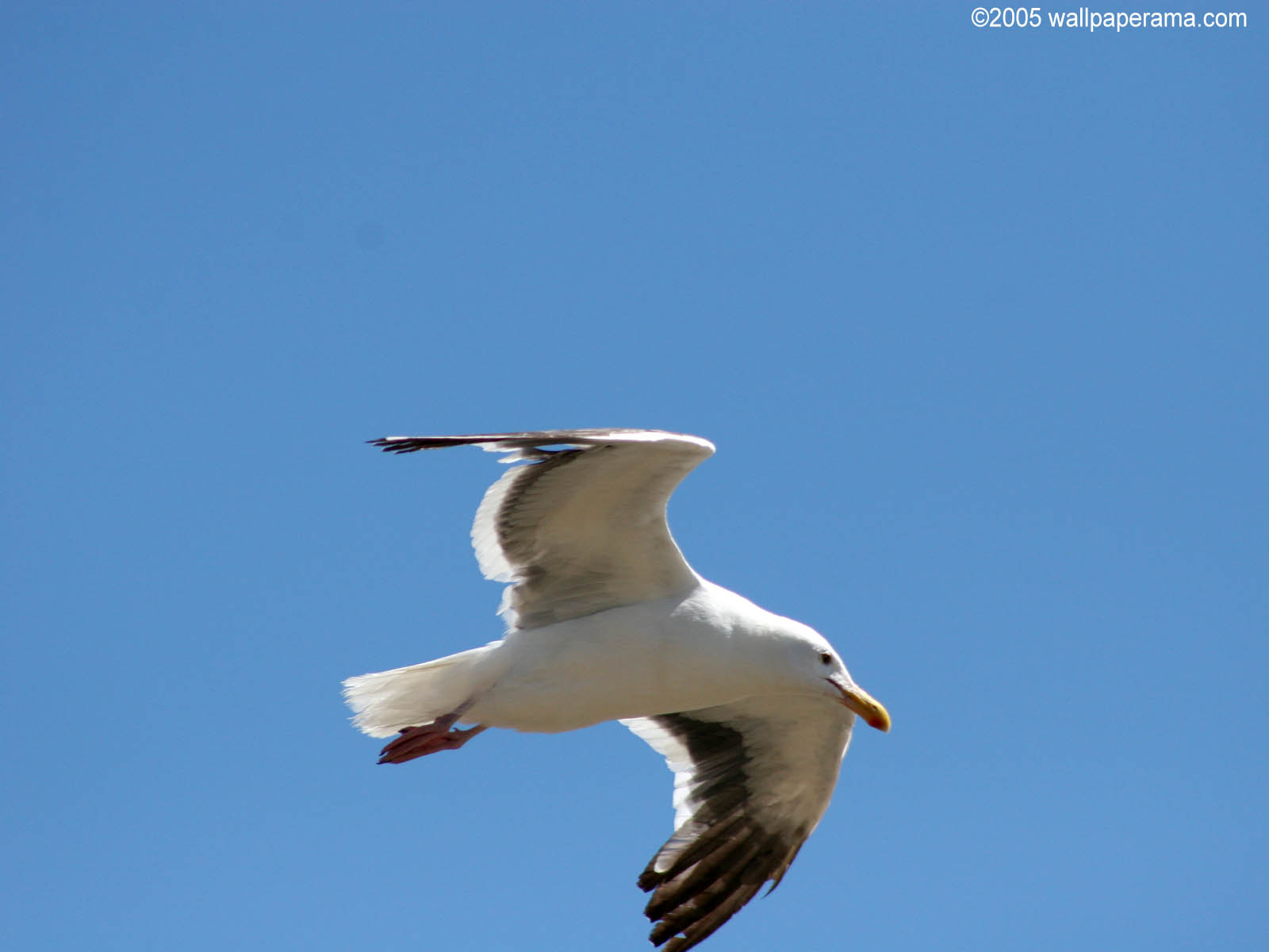 Flying Seagull Wallpaper Free HD Backgrounds Images Pictures