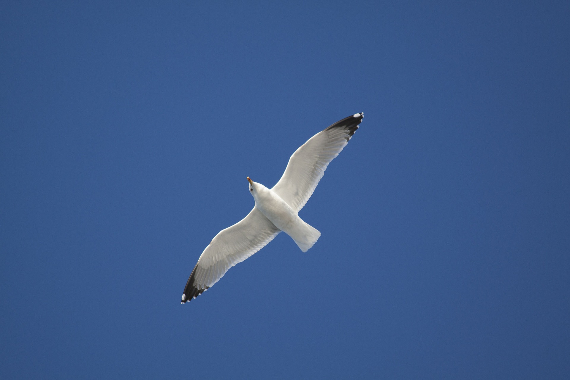 Flying Seagull, Animal, Bird, Flying, Gull, HQ Photo